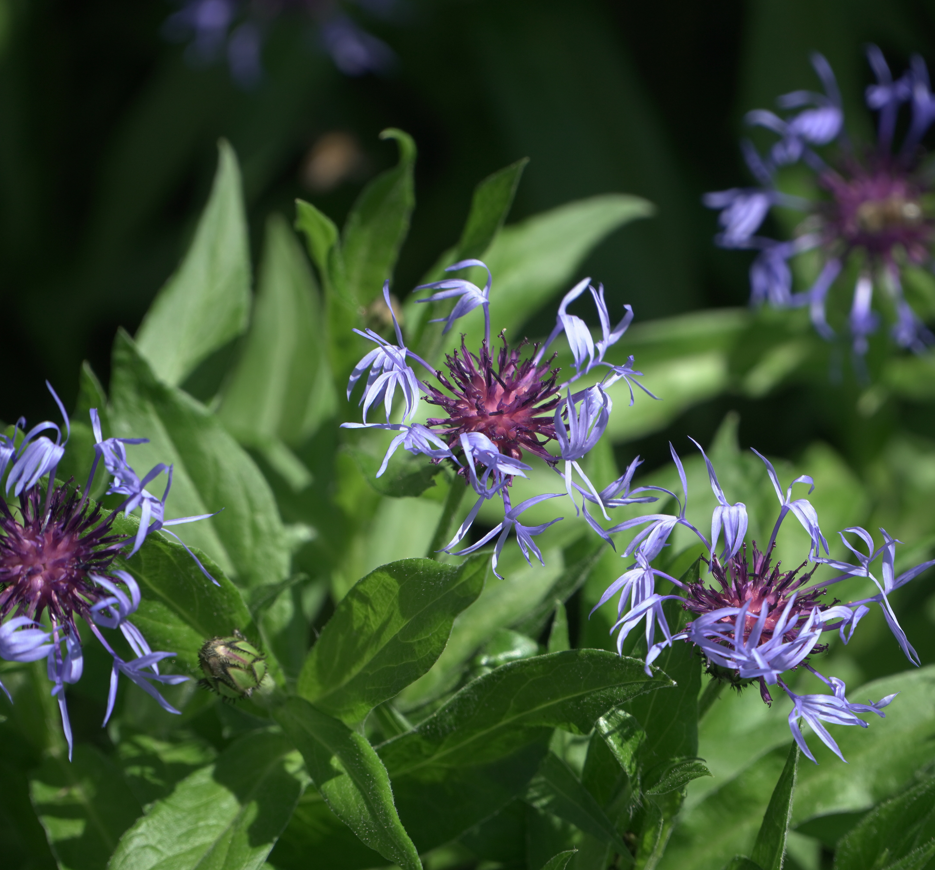Centaurea montana (Mountain Bluet) at the Wall Garden on Thursday, June 20 2024.