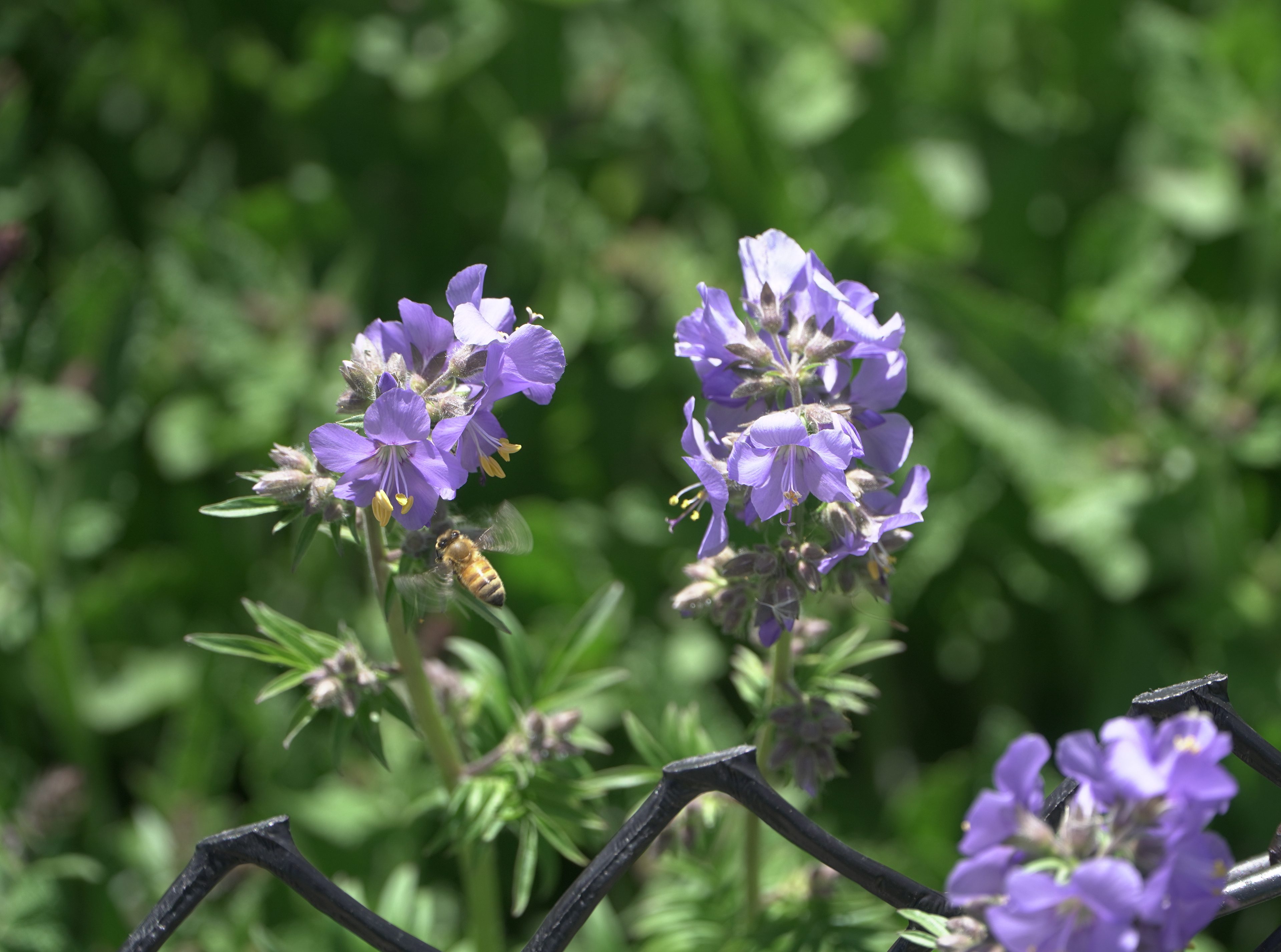 A bee buzzes beside a polemonium caeruleum (Jacob's Ladder) at the Oval Garden on Thursday, June 20 2024. The Oval Garden is one of the first gardens in BGSS, made in 2007 with the help of Parks Calgary.
