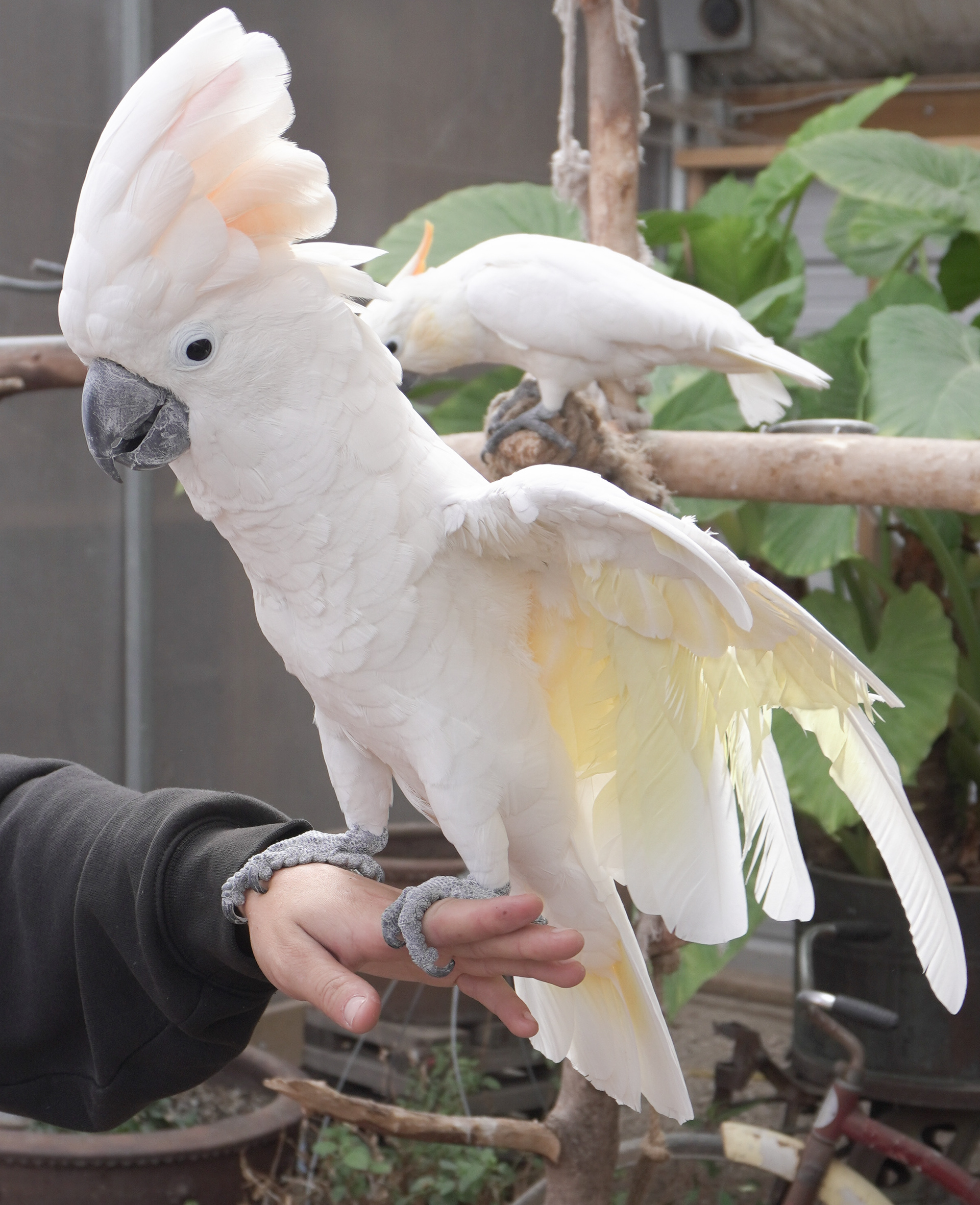White Cockatoo from Kangaroo Creek Farm in Kelowna, B.C.