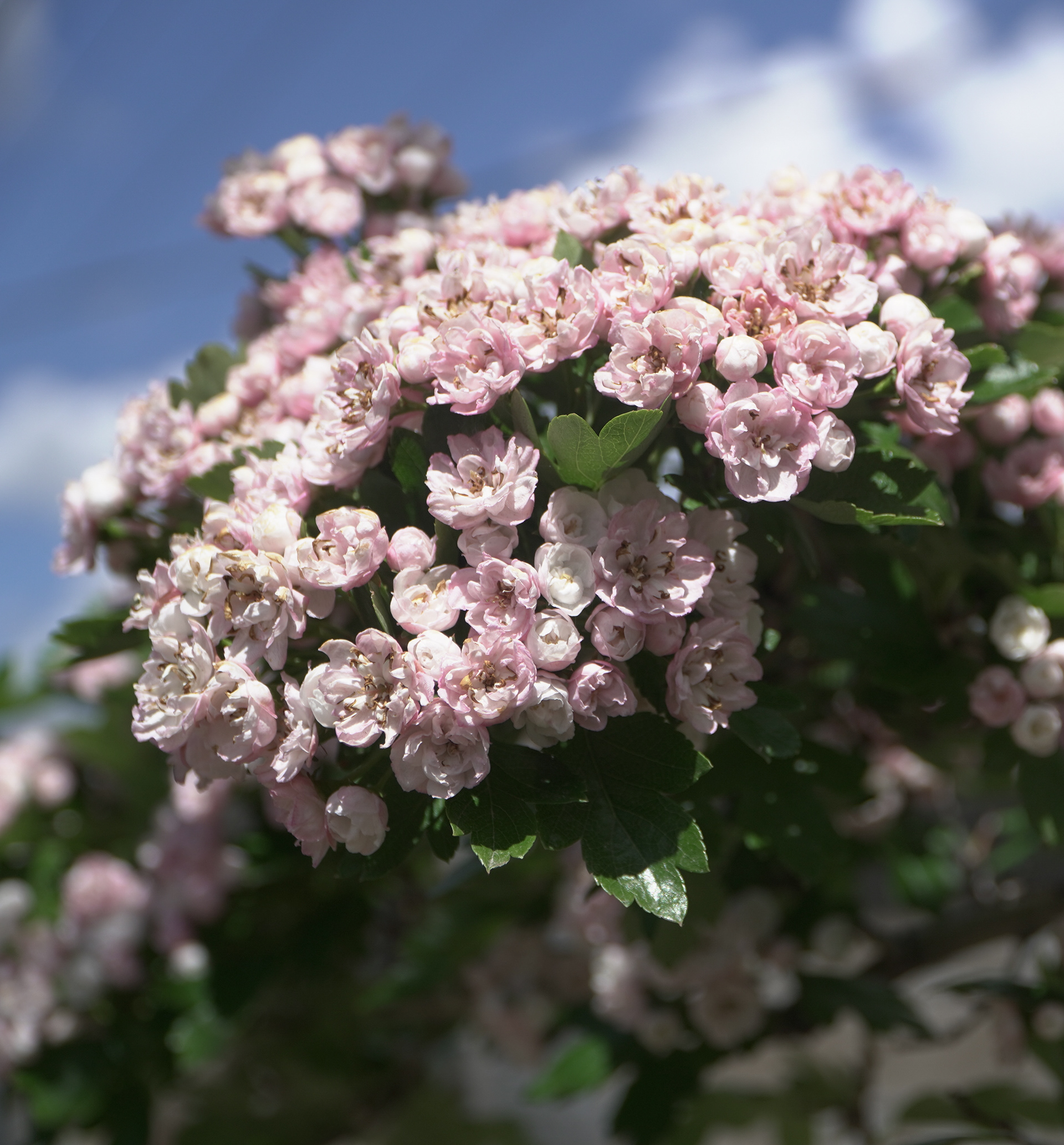 Crataegus laevigata Poir (English hawthorn) at the Wall Garden on Thursday, June 20 2024.