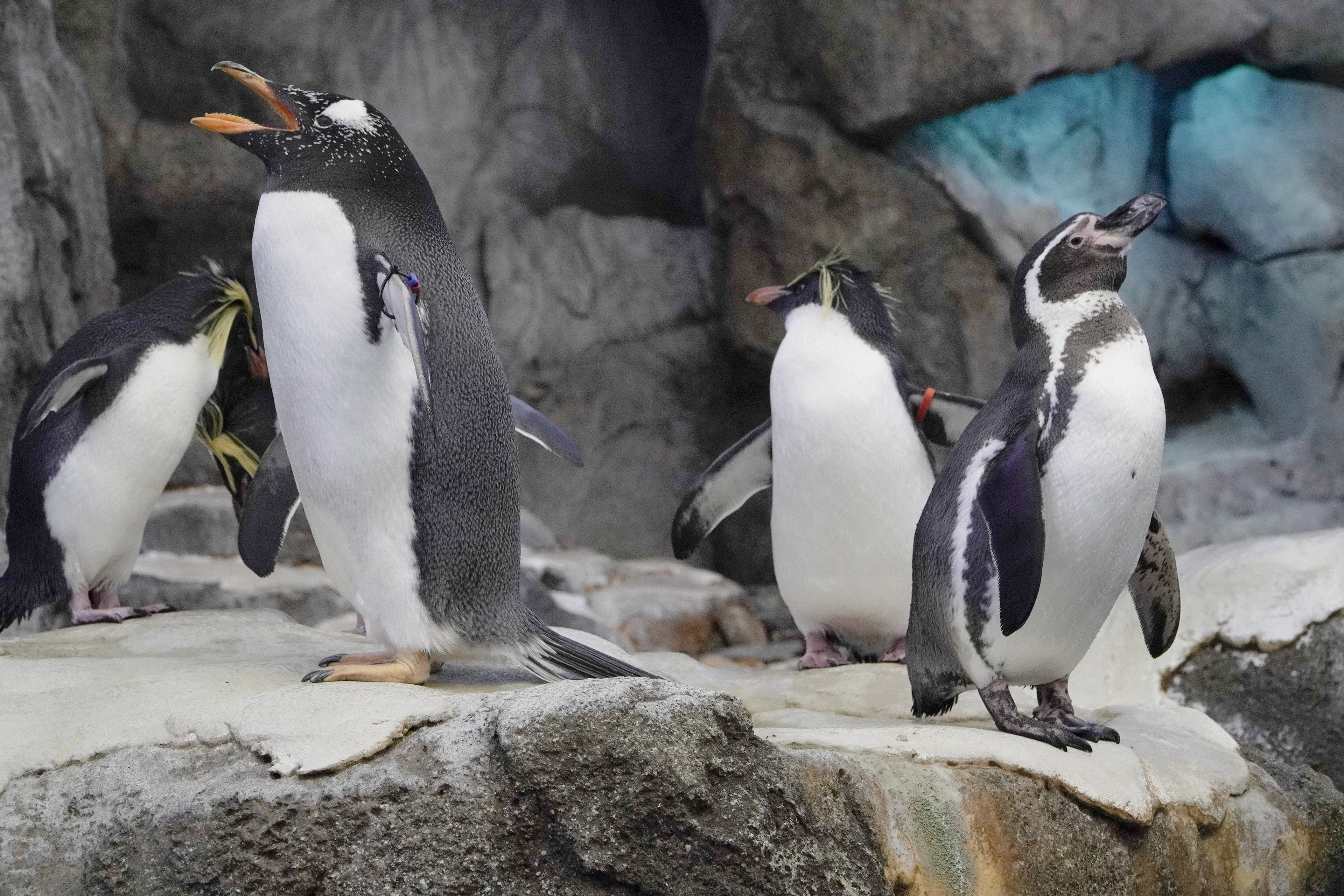 Penguins at the Calgary Zoo