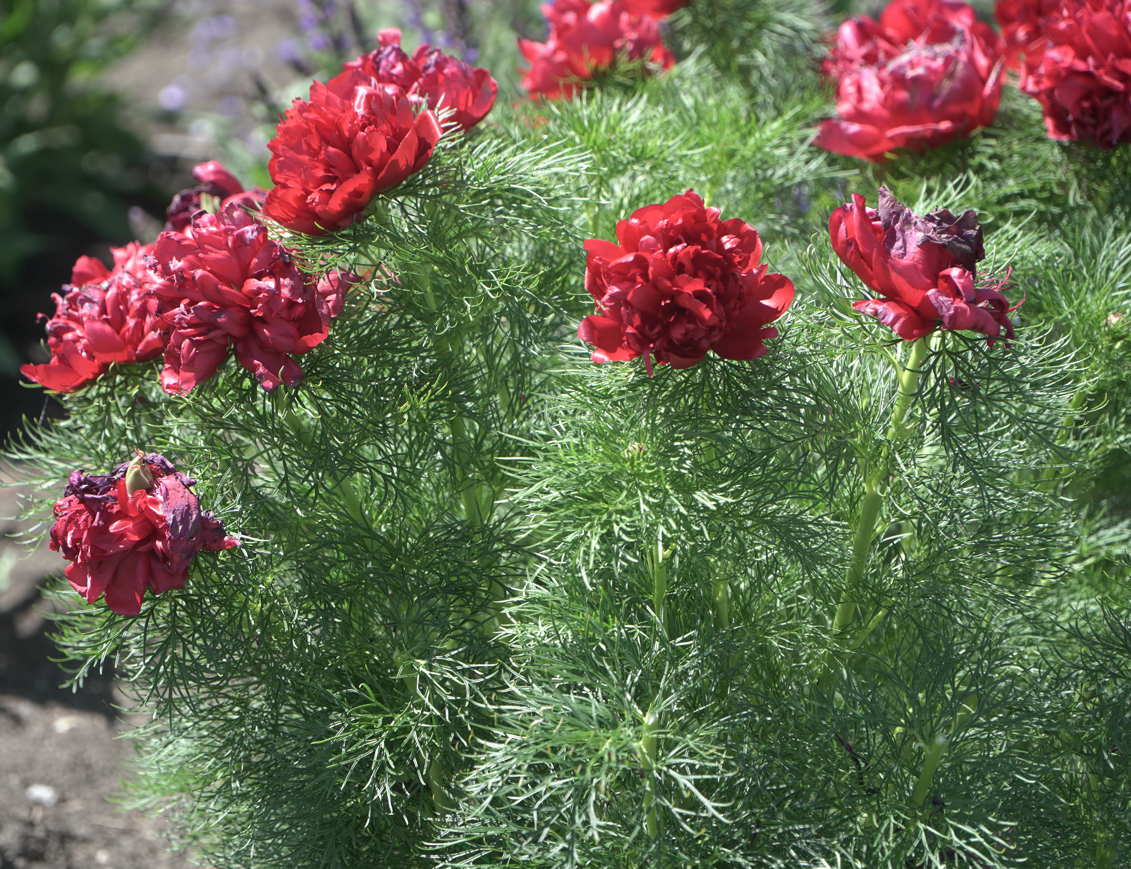 Paeonia tenuifolia (Fern Leaf Peony) in the Oval Garden on Thursday, June 20 2024.