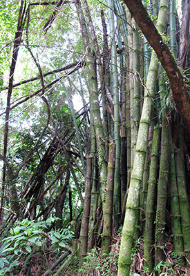 Untitled, El Yunque, Puerto Rico, photograph, 2014.
