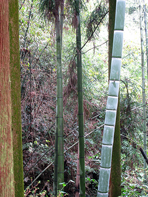 Untitled, Emeishan, China, photograph, 2016.