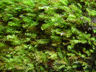 Untitled, El Yunque, Puerto Rico, photograph, 2007.