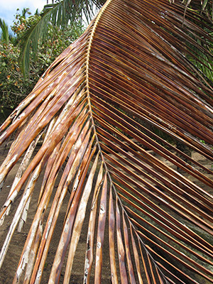 Untitled, Puerto Rico, photograph,2014.