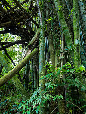 Untitled, El Yunque, Puerto Rico, photograph, 2019.