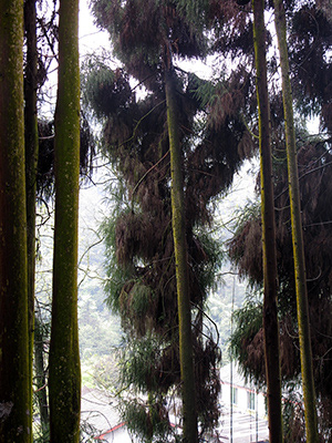 Untitled, Emeishan, China, photograph, 2016.