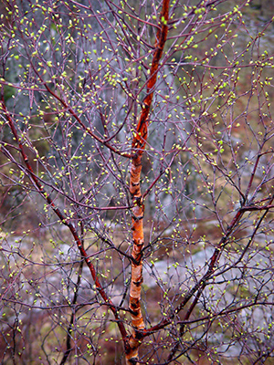 Untitled, Norway, photograph, 2007.