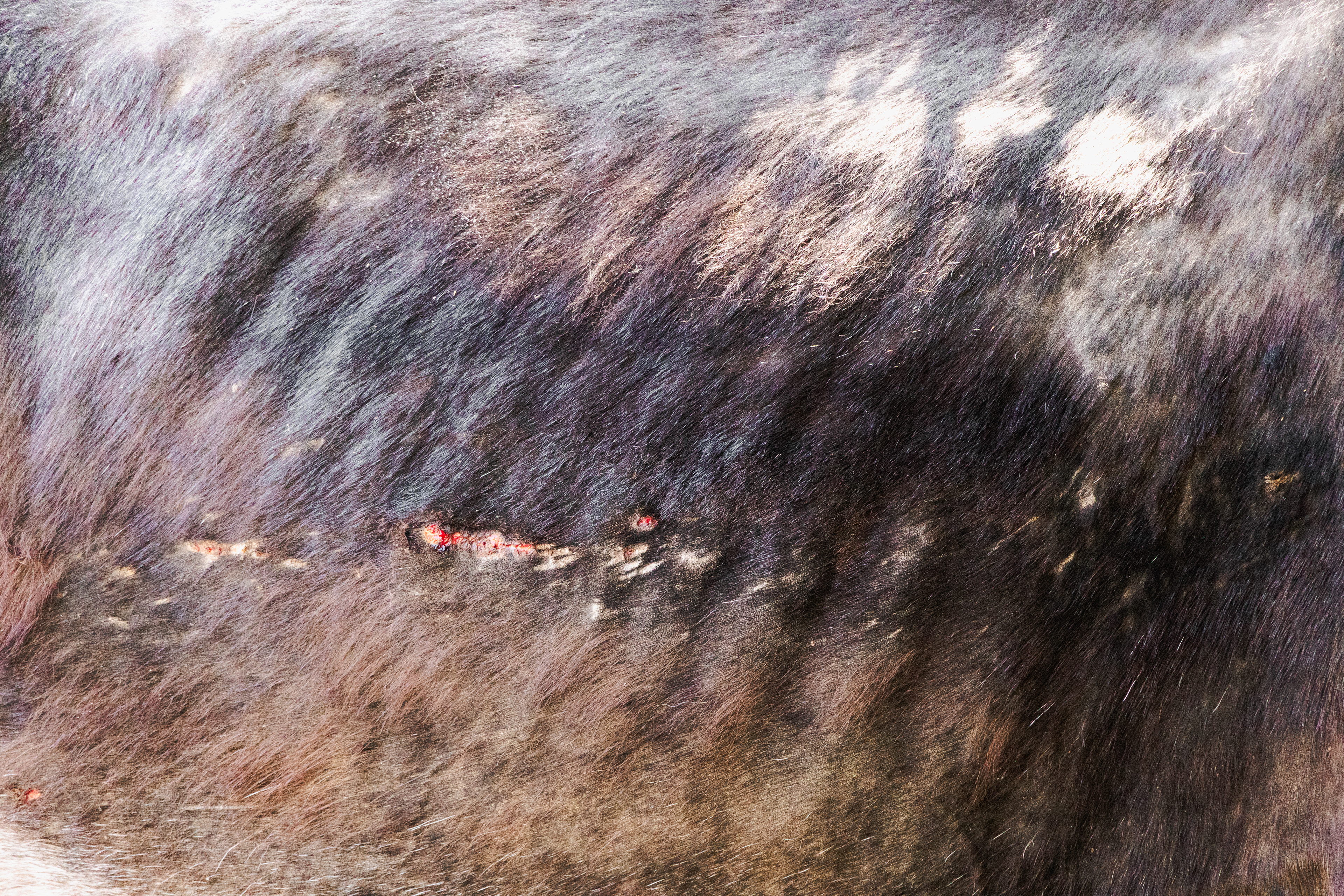 s/título - 2025(Corfu Donkey Rescue)