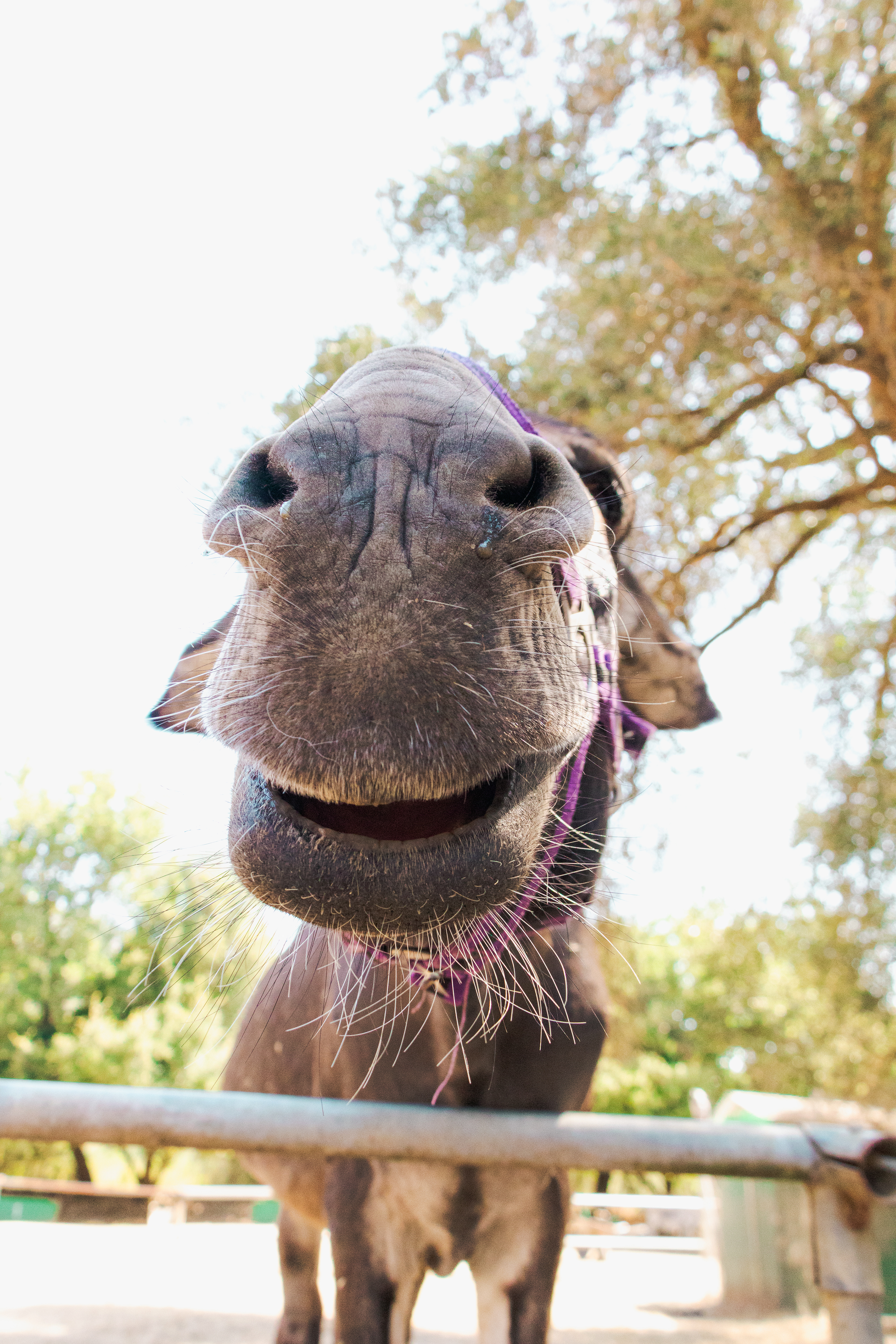 s/título - 2025(Corfu Donkey Rescue)