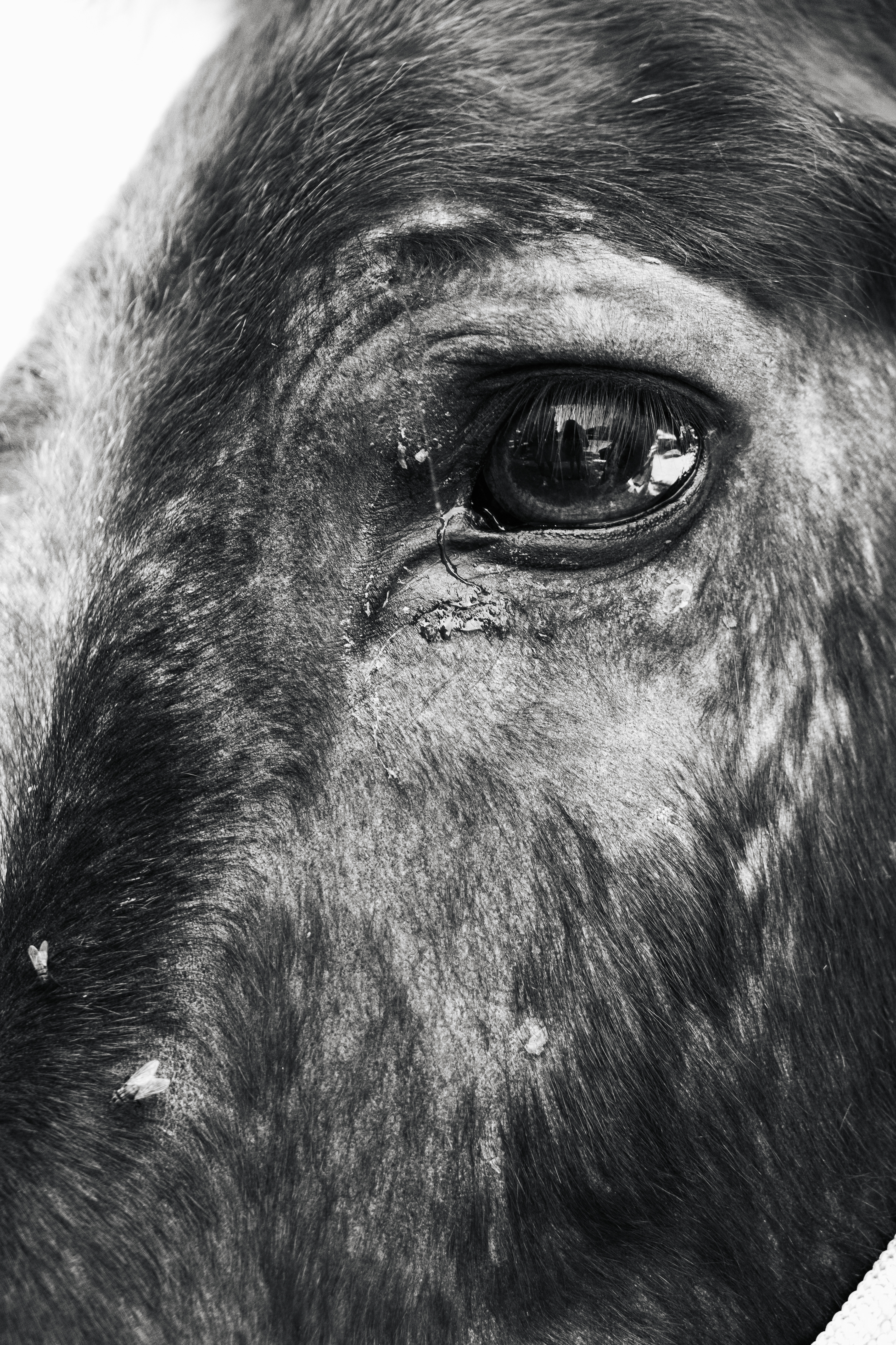 s/título - 2025(Corfu Donkey Rescue)