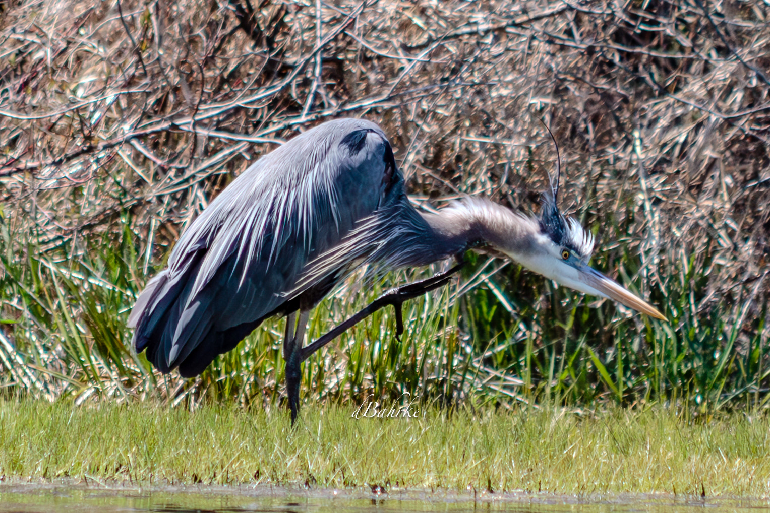 GBH/itches
