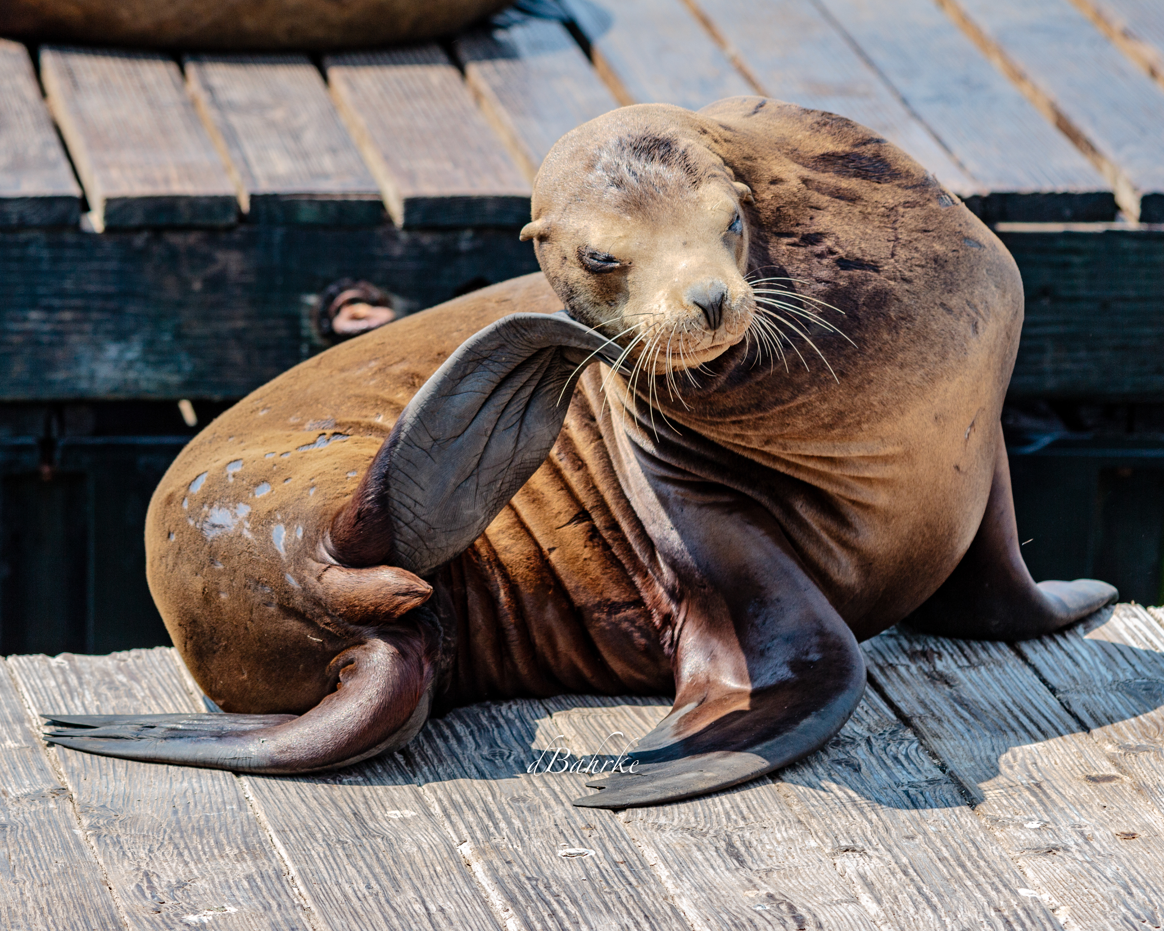 SeaLion/SF
