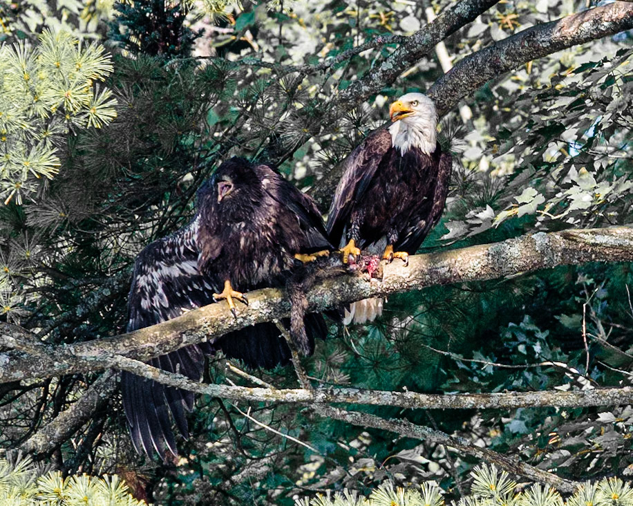 8/20 eaglets lunch