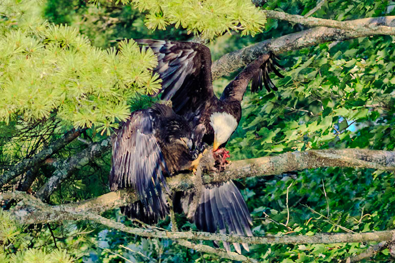 8/20 eaglets lunch3