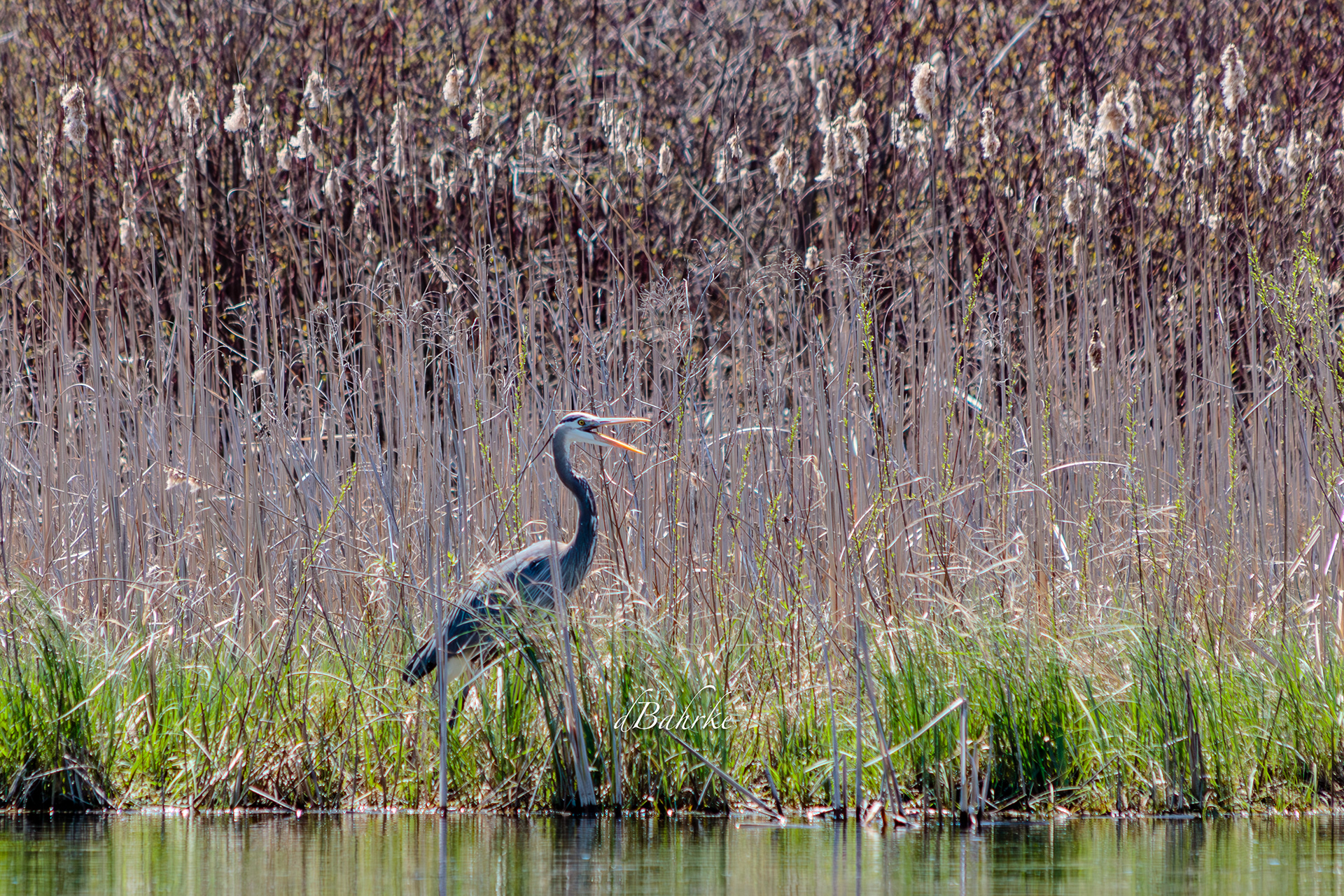GBH/cattails
