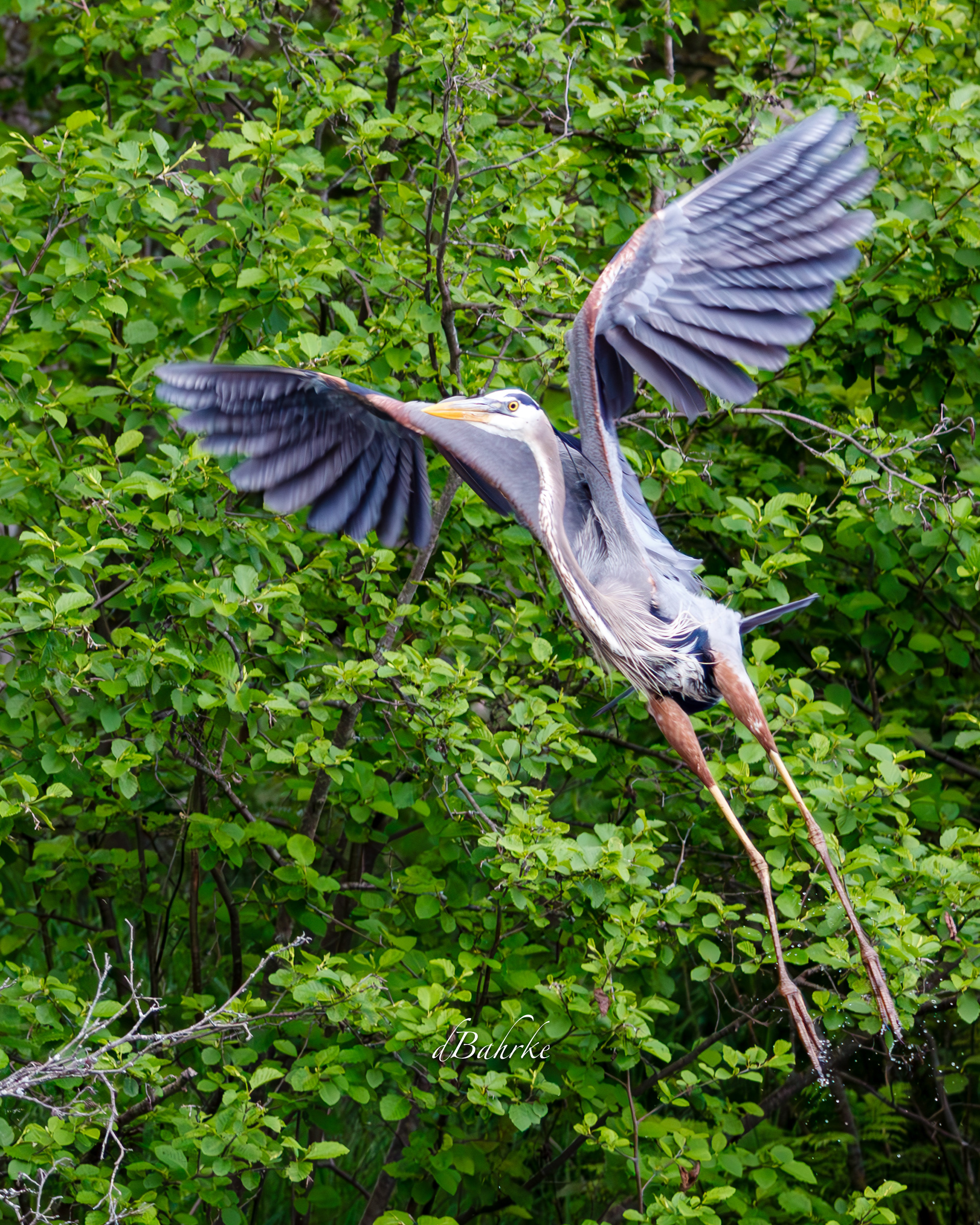 GBH/lift