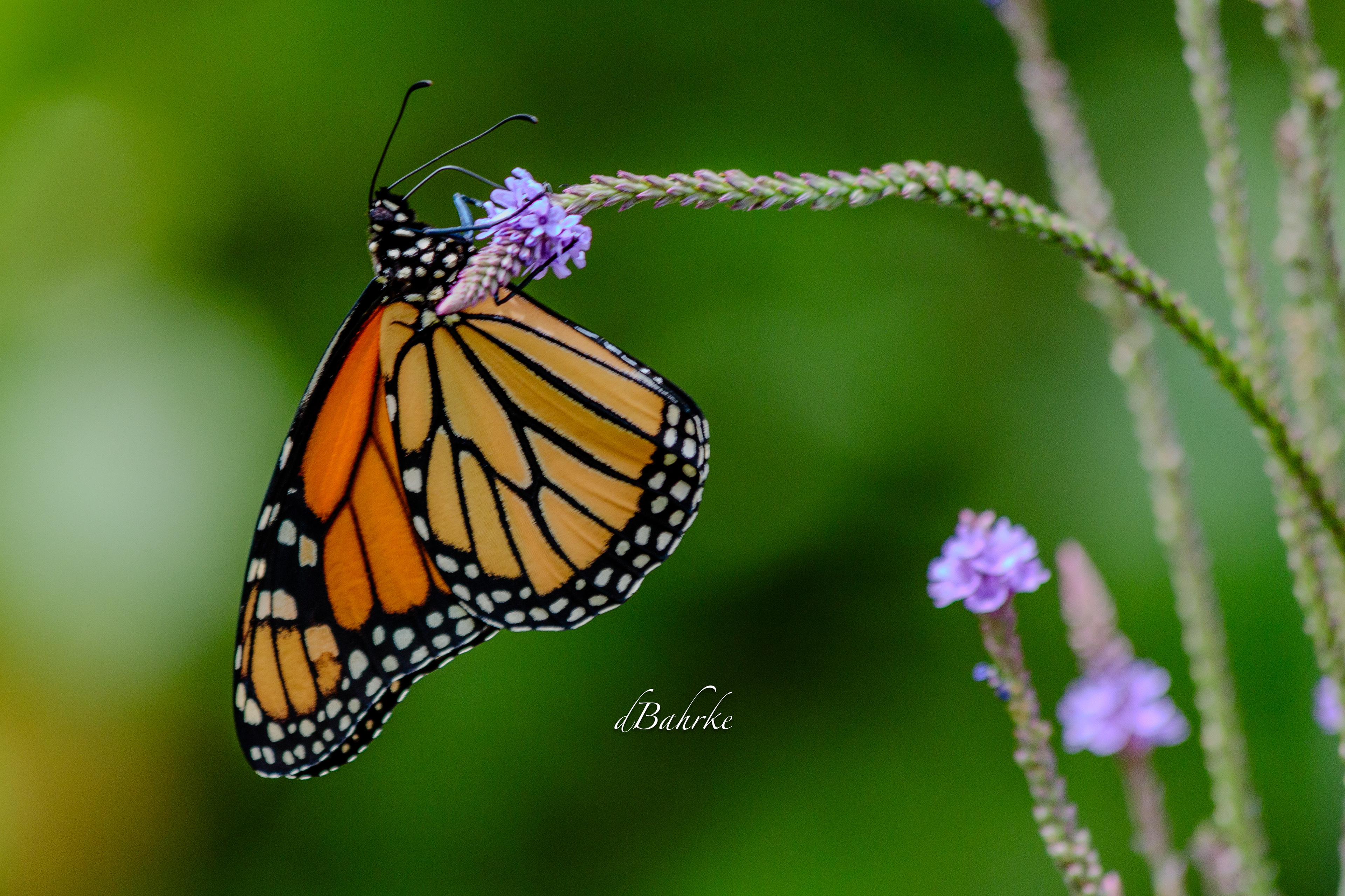 Monarch