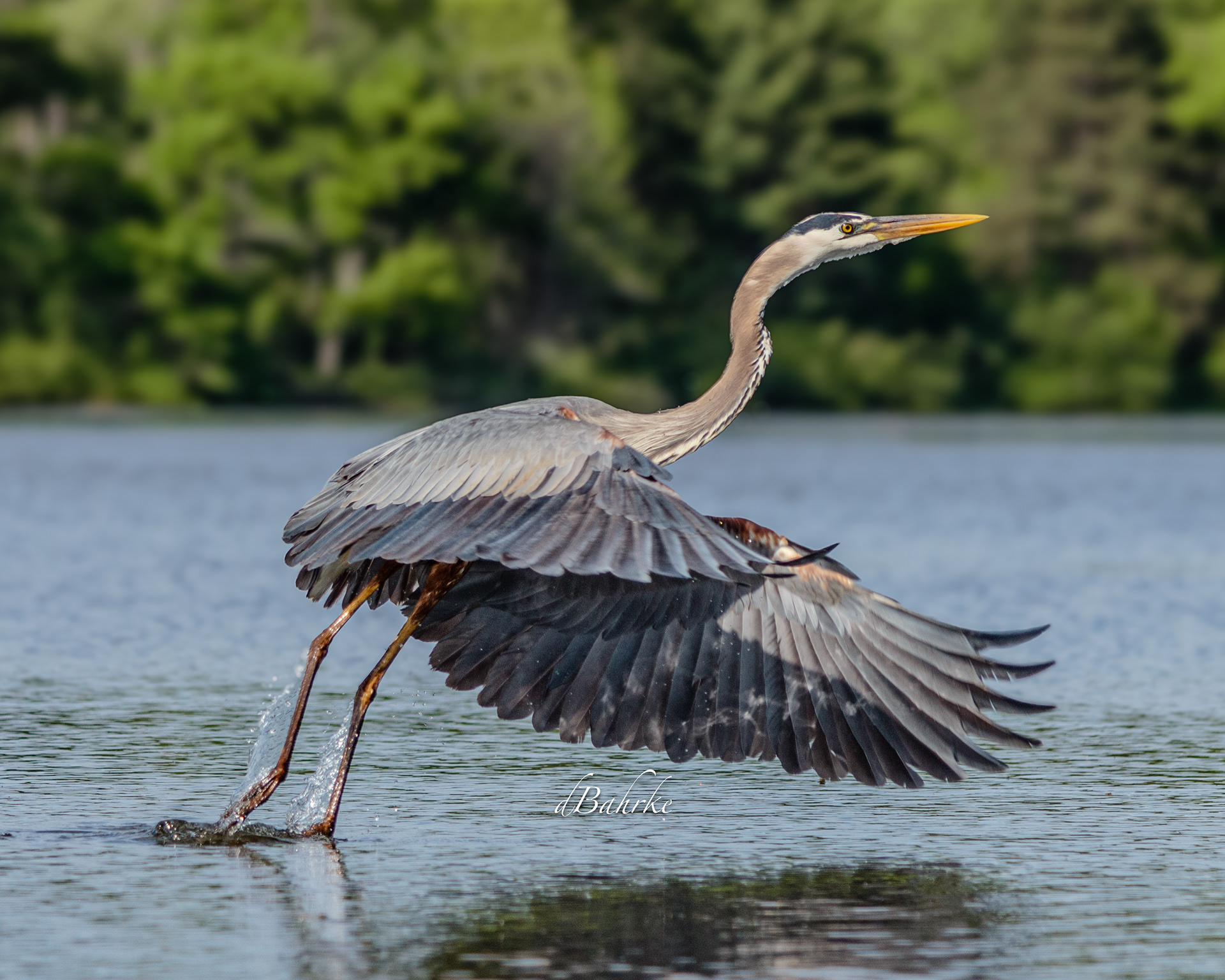 GBH/MirrorLk