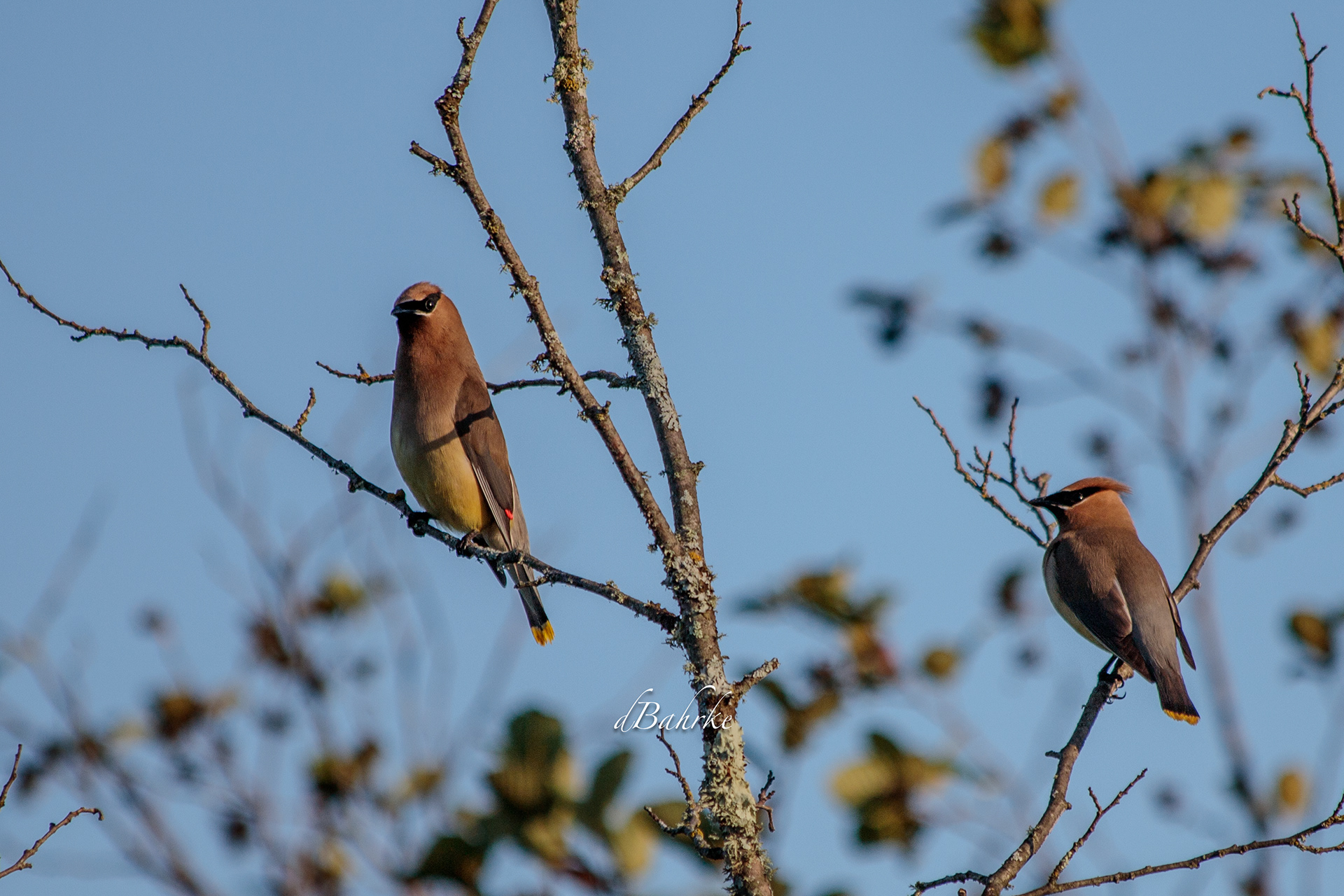 Waxwing