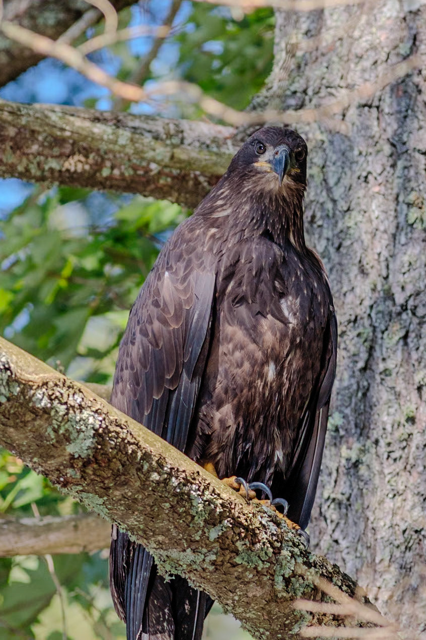 8/20 eaglet
