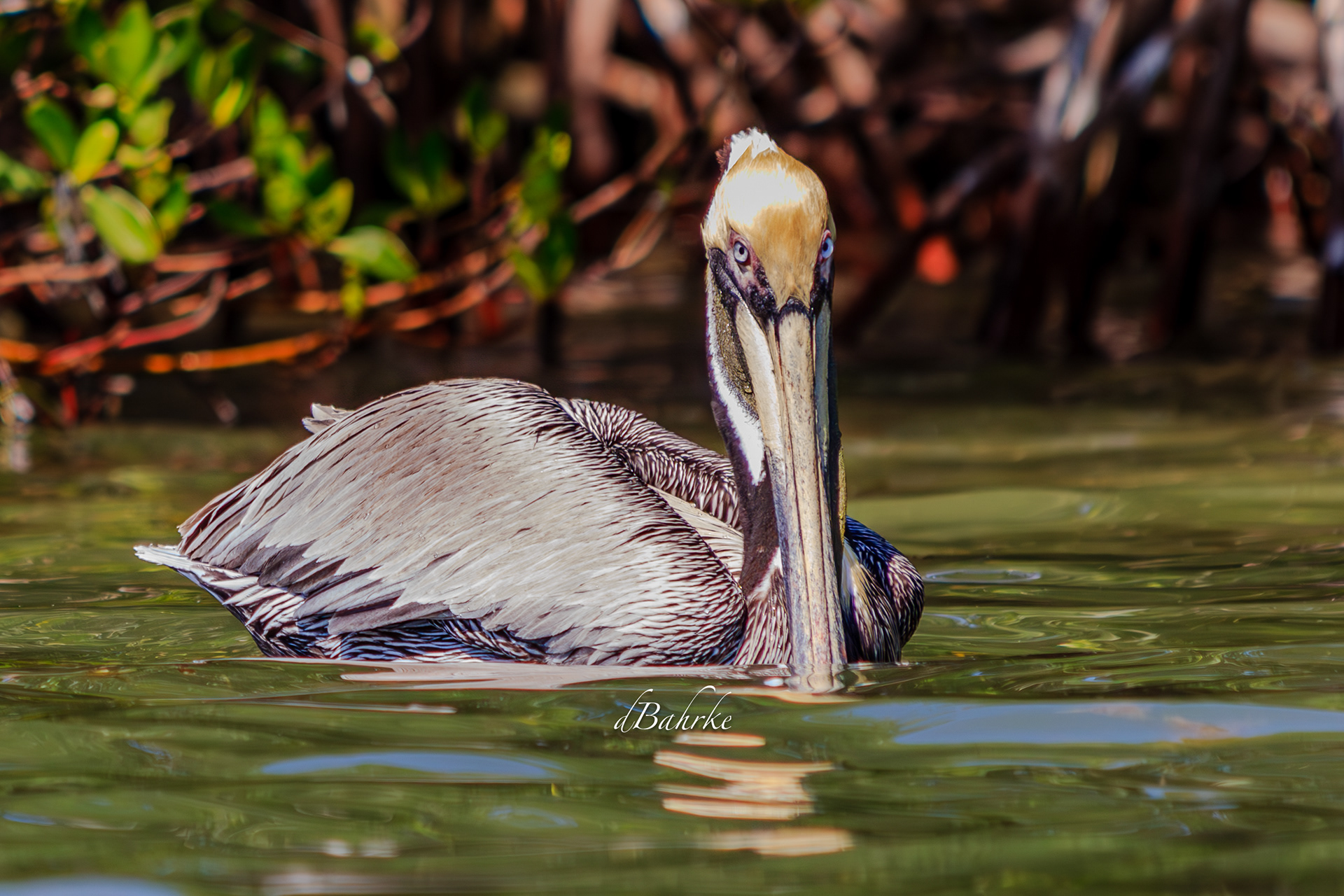 Pelican/see you
