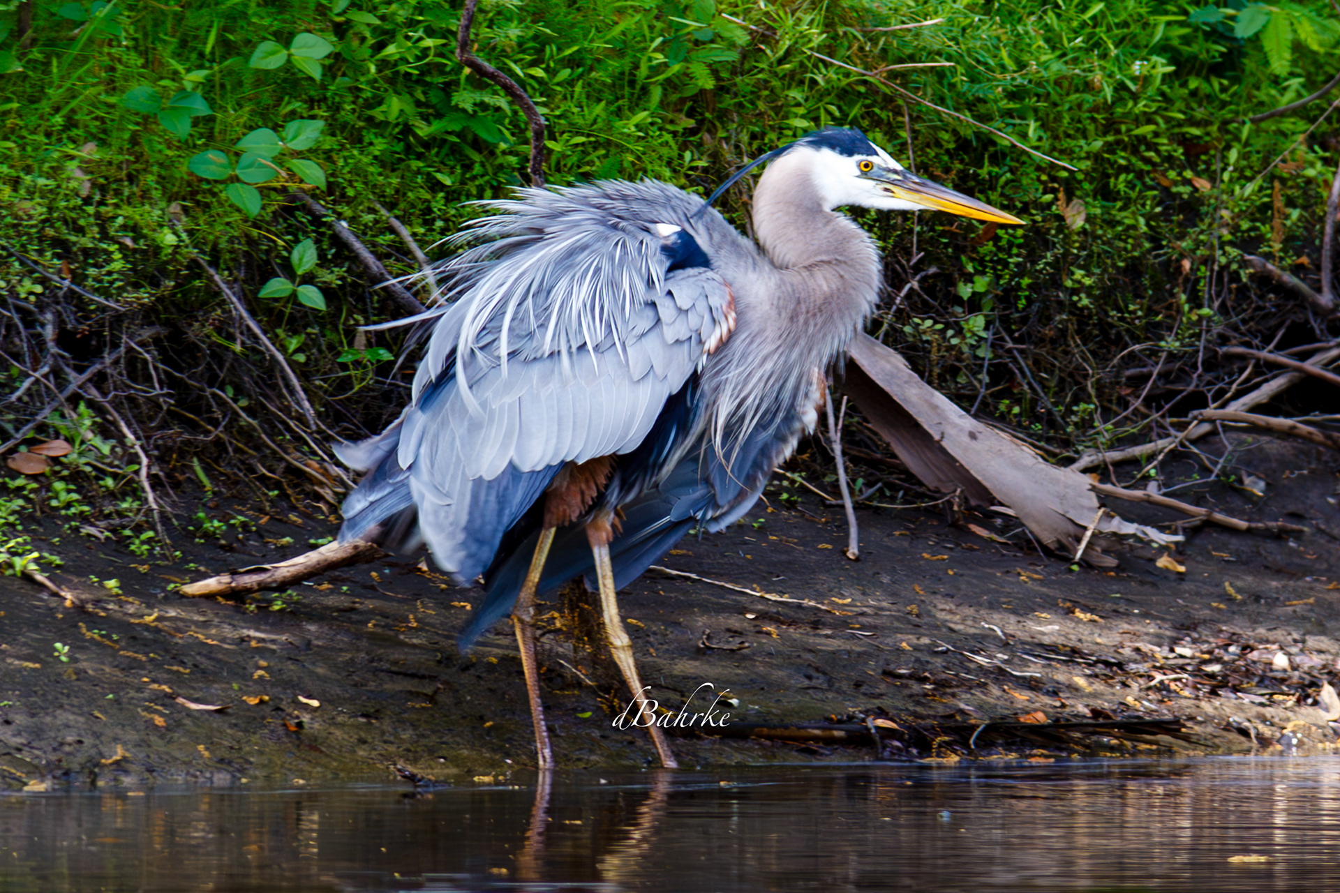 GBH/bath
