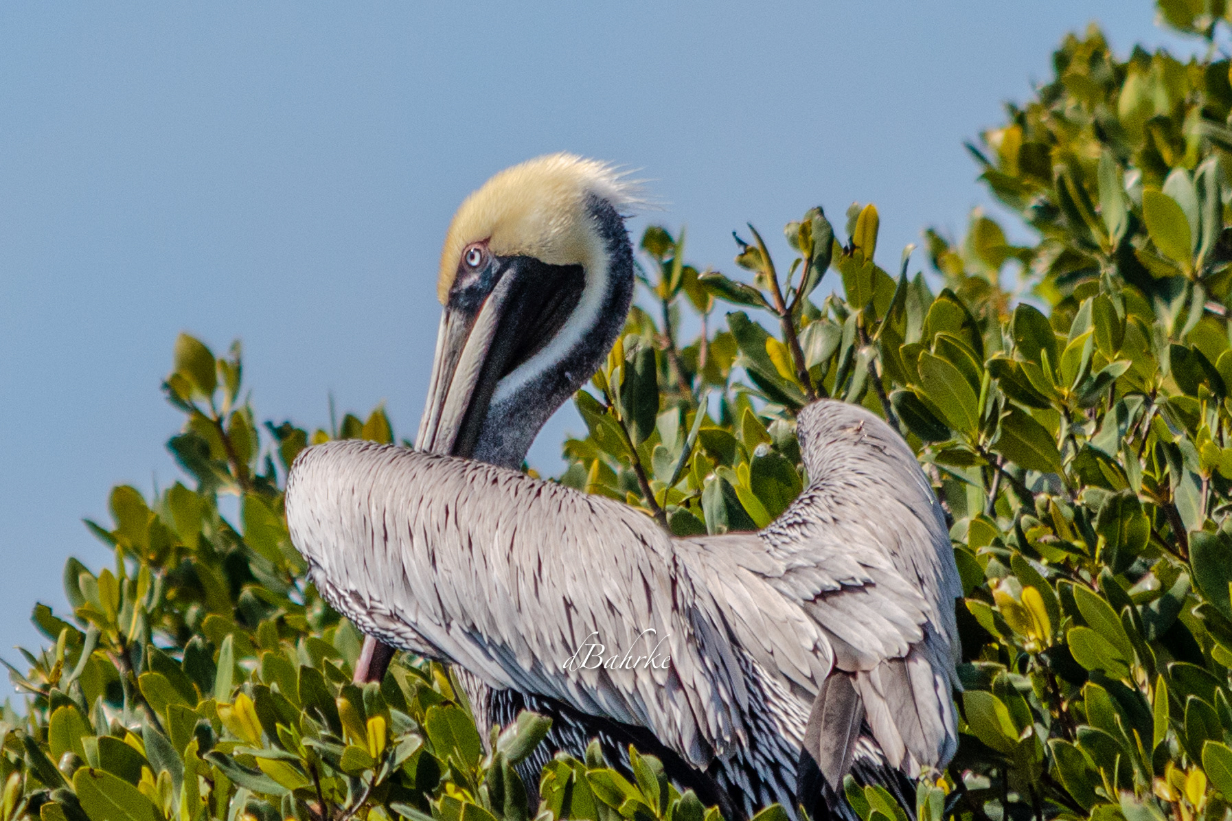 Pelican/peek