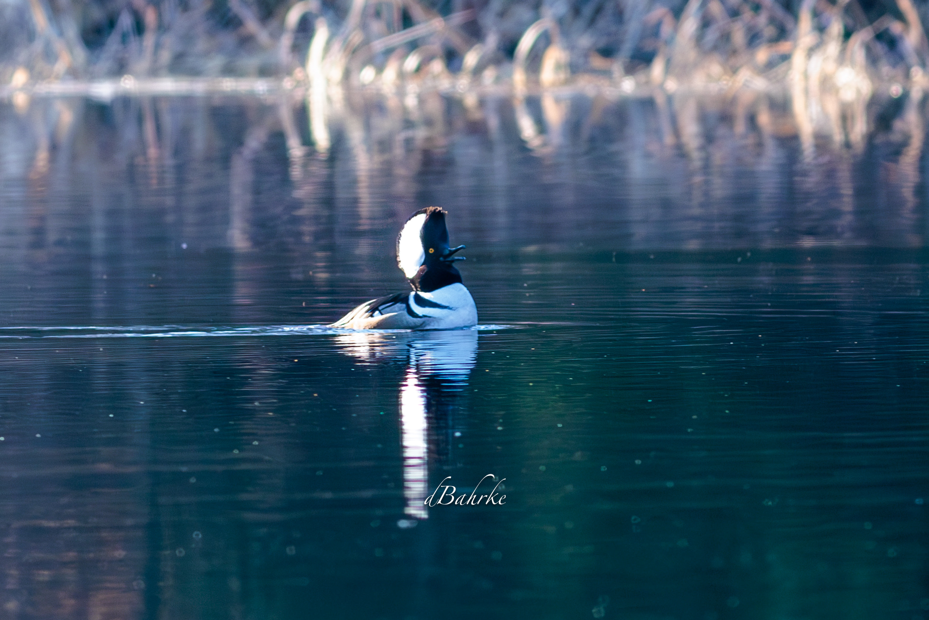 calling Hooded Merganser