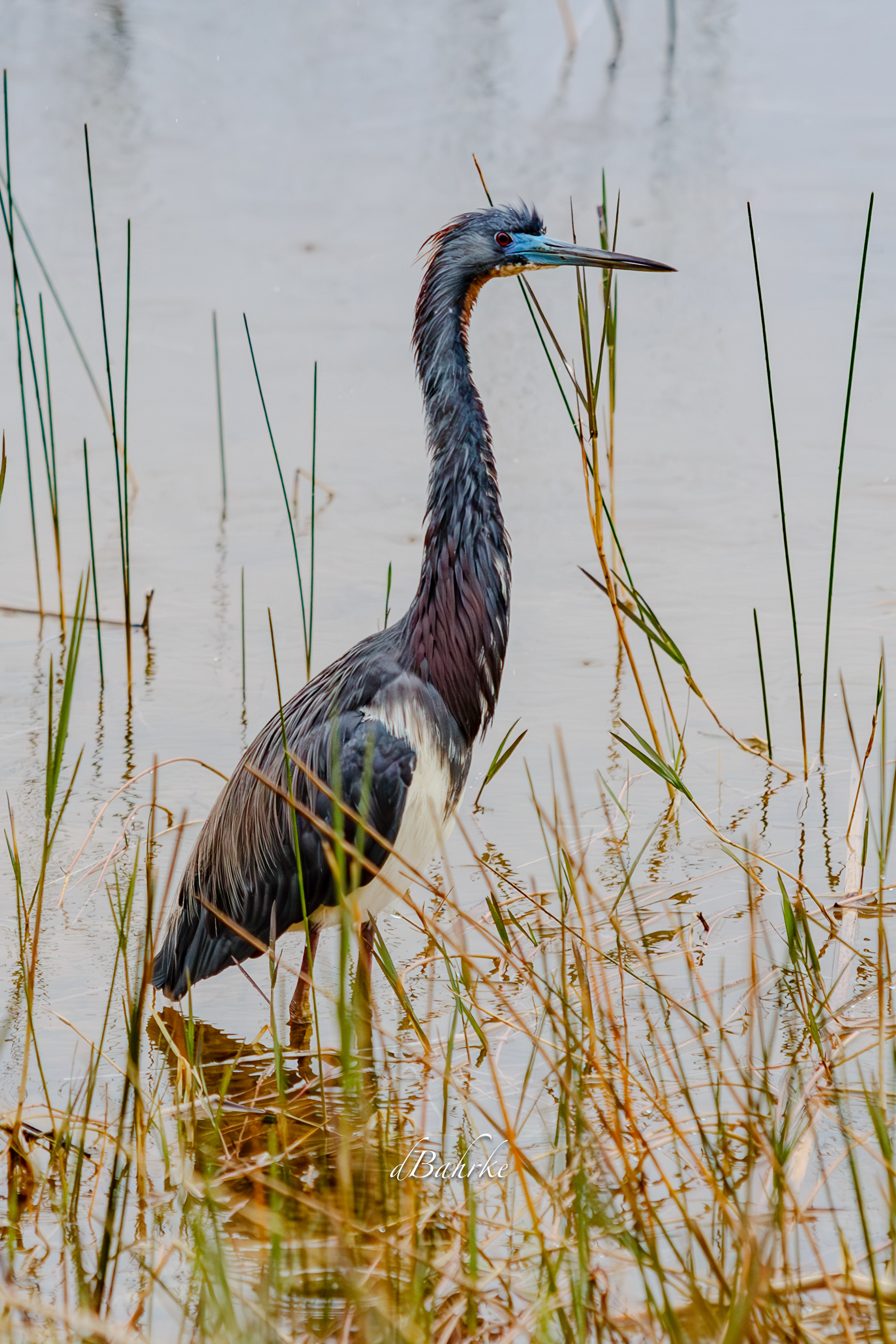 TricoloredHeron