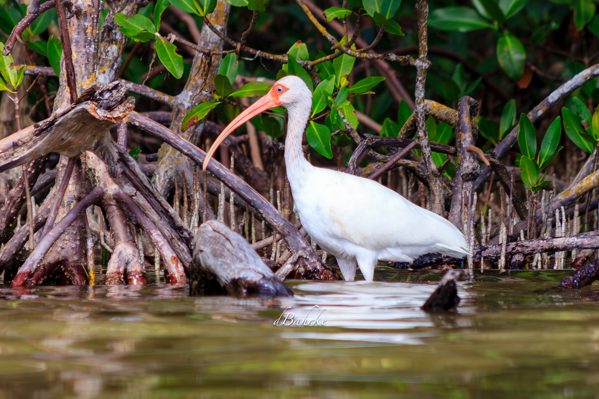 Ibis/wading
