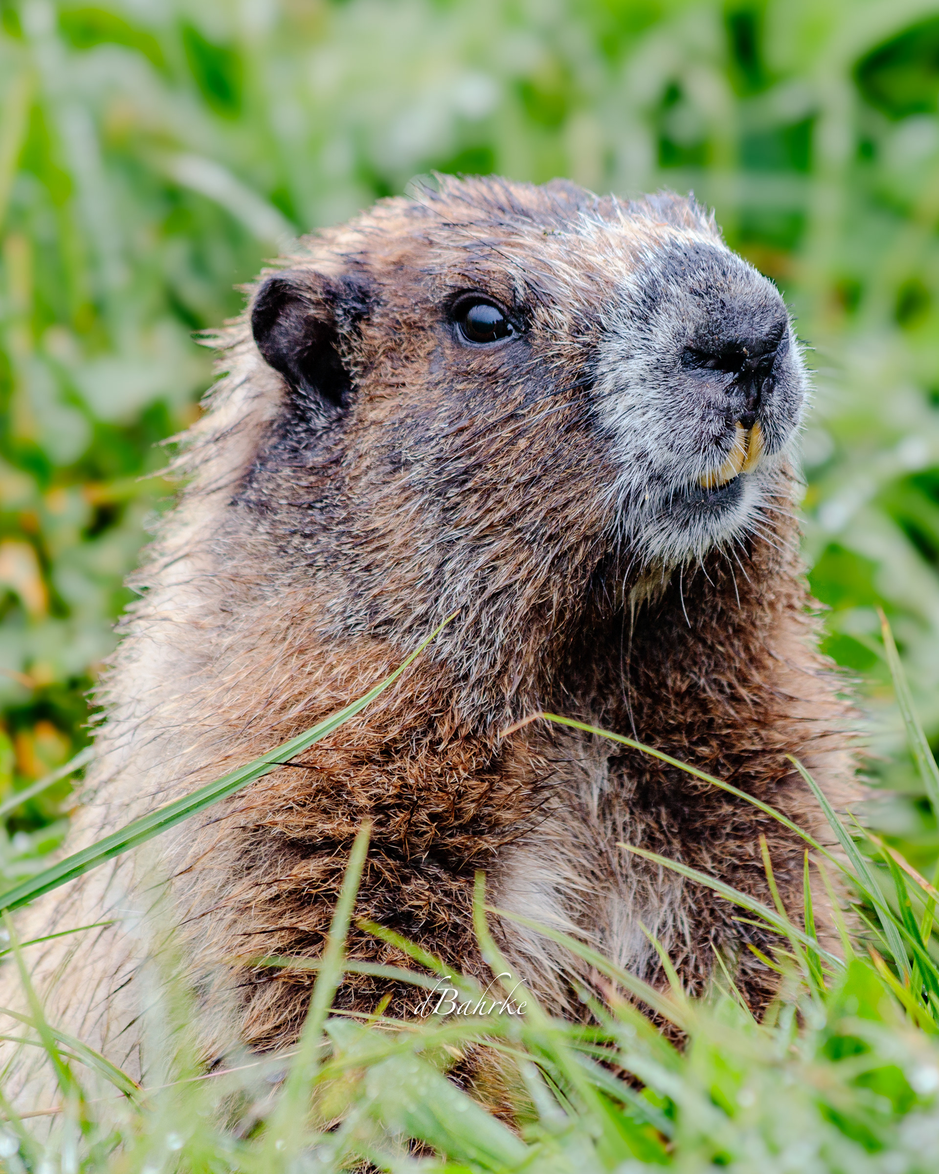 Marmot