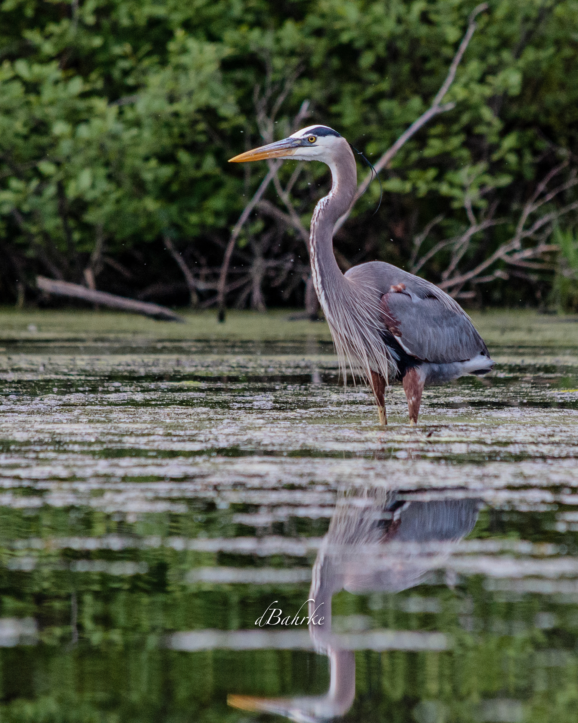 GBH/mirroed