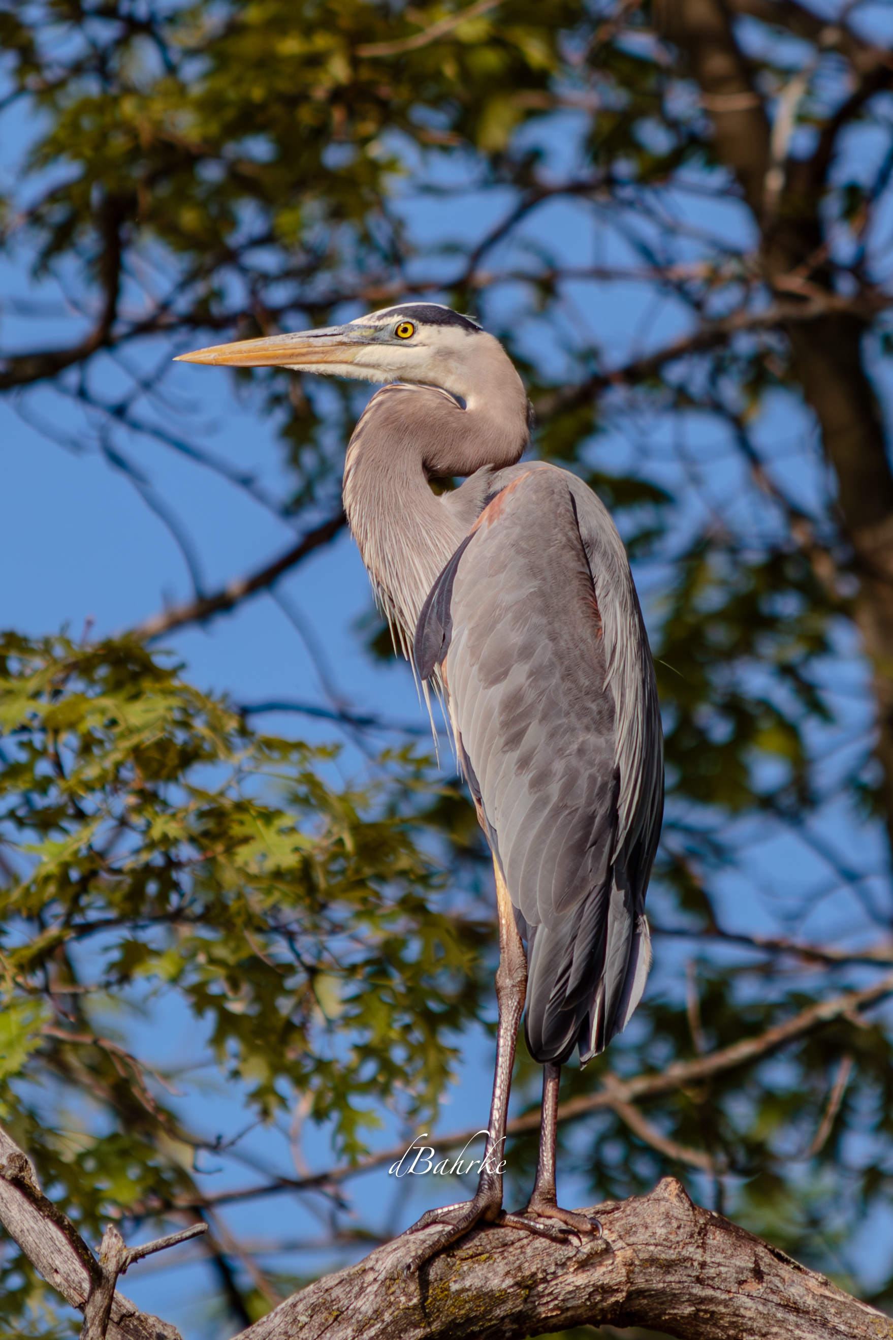 GBH