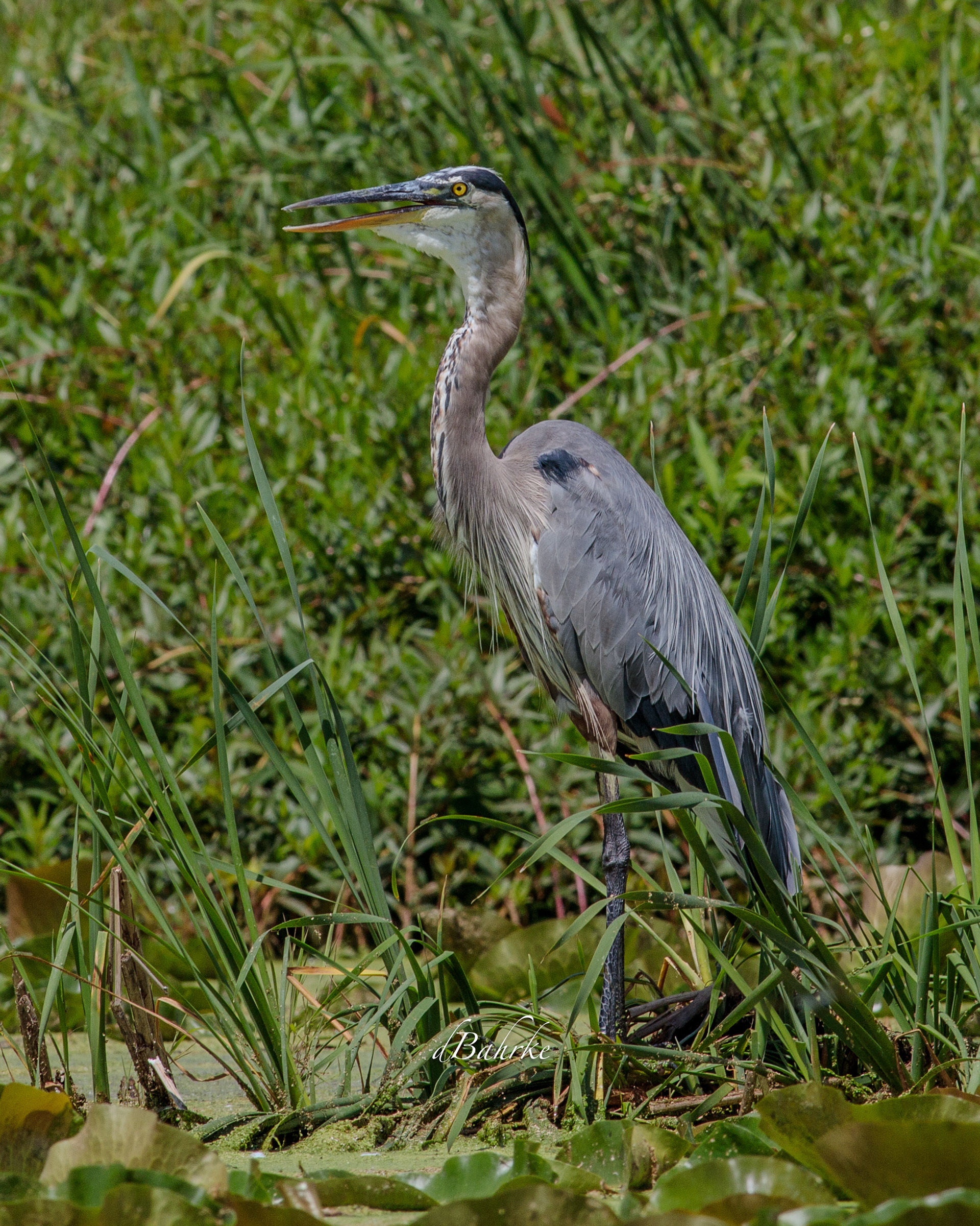 GBH/ate