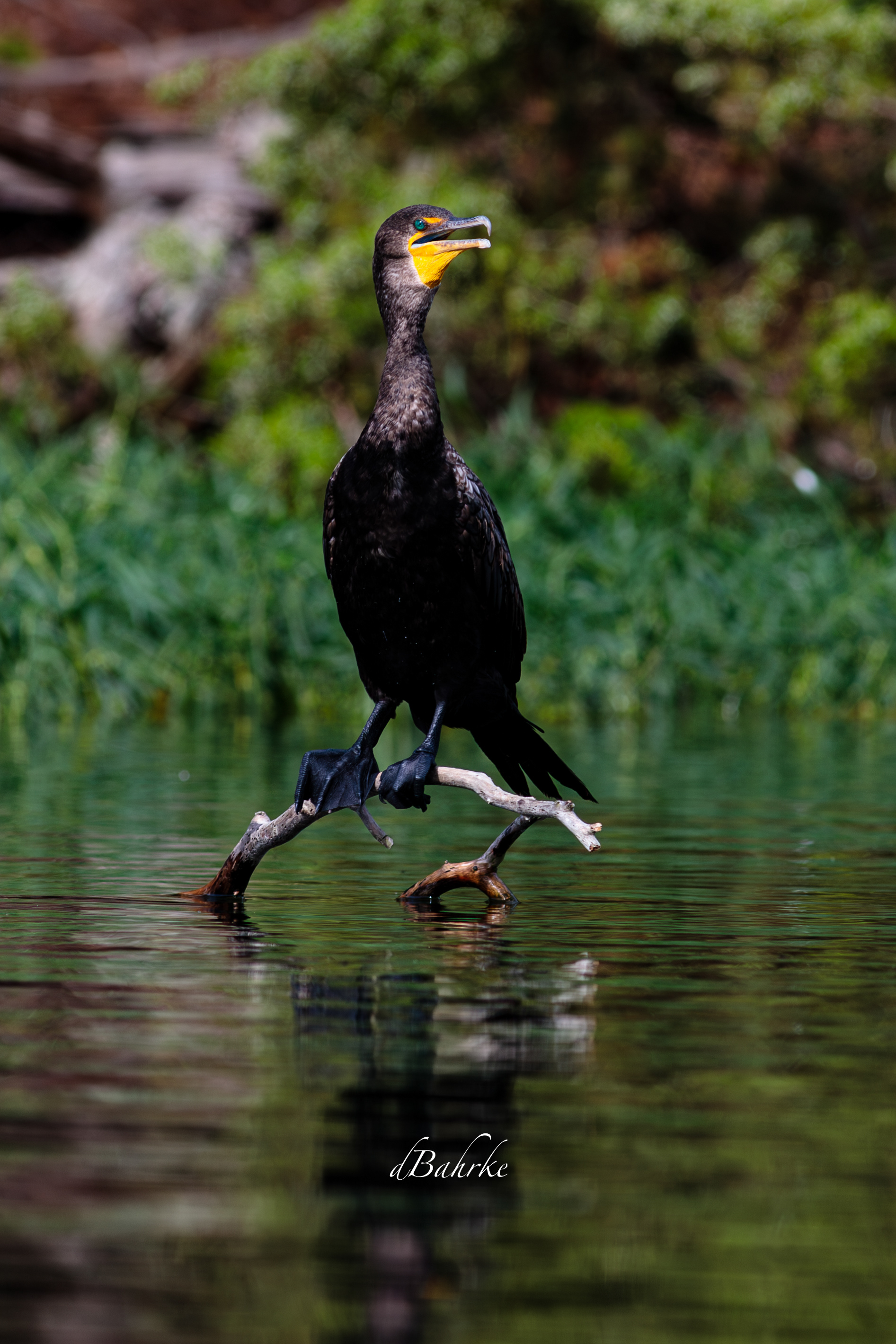 Cormorant