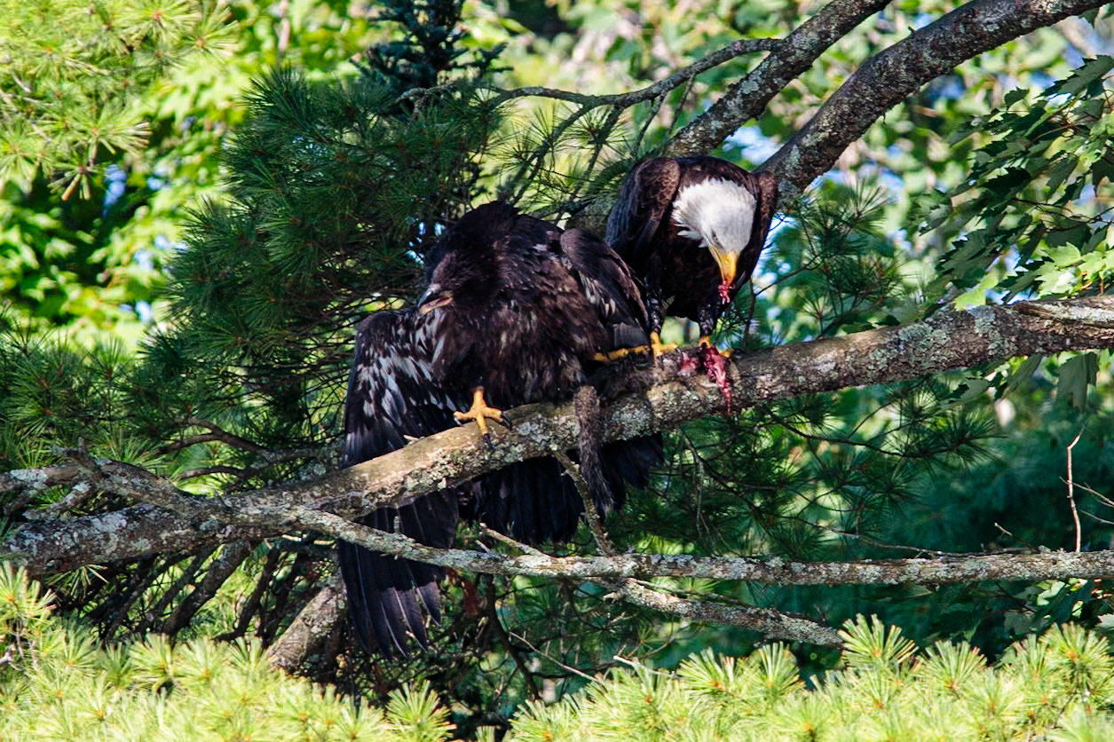 8/20 eaglets lunch2