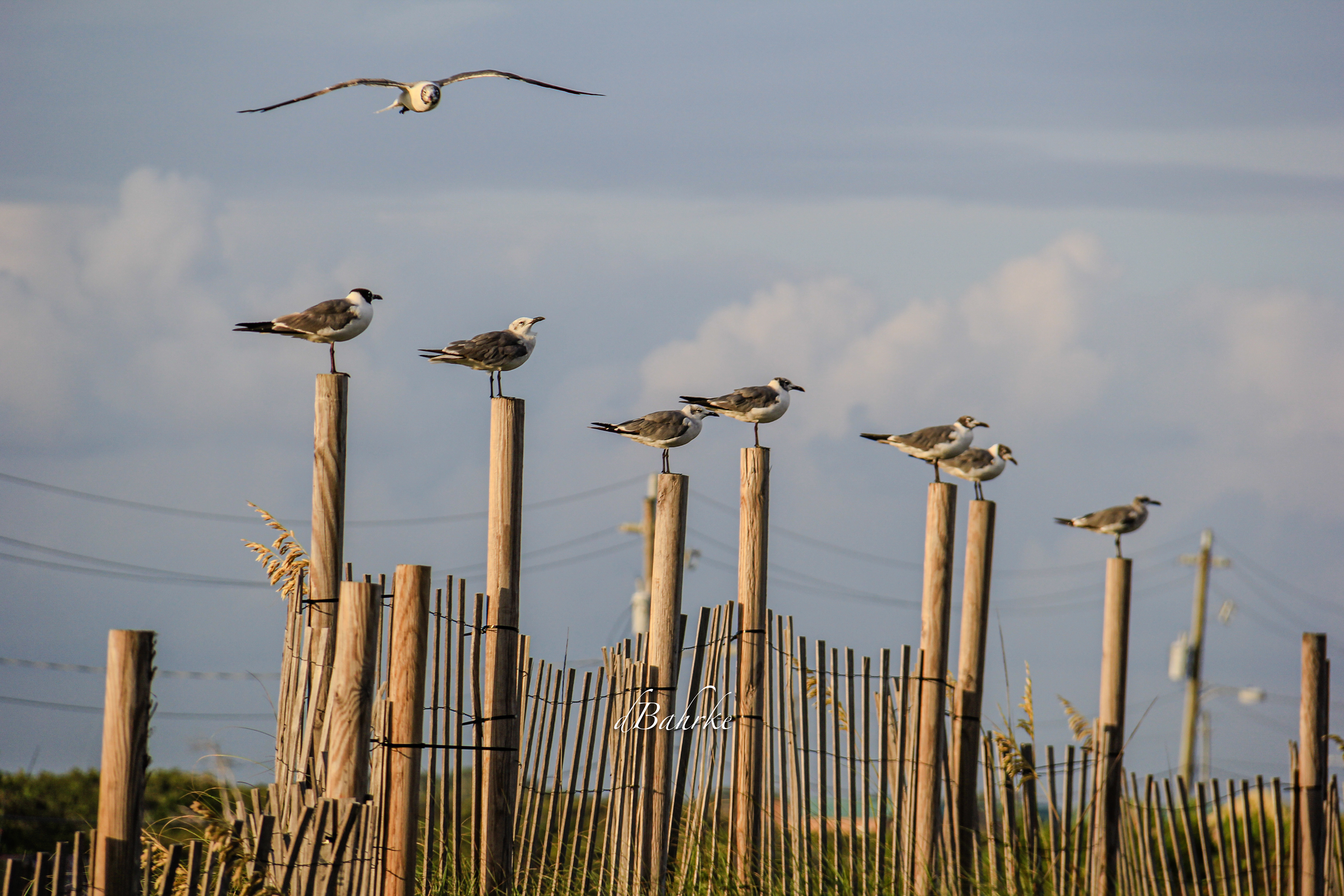 seagulls