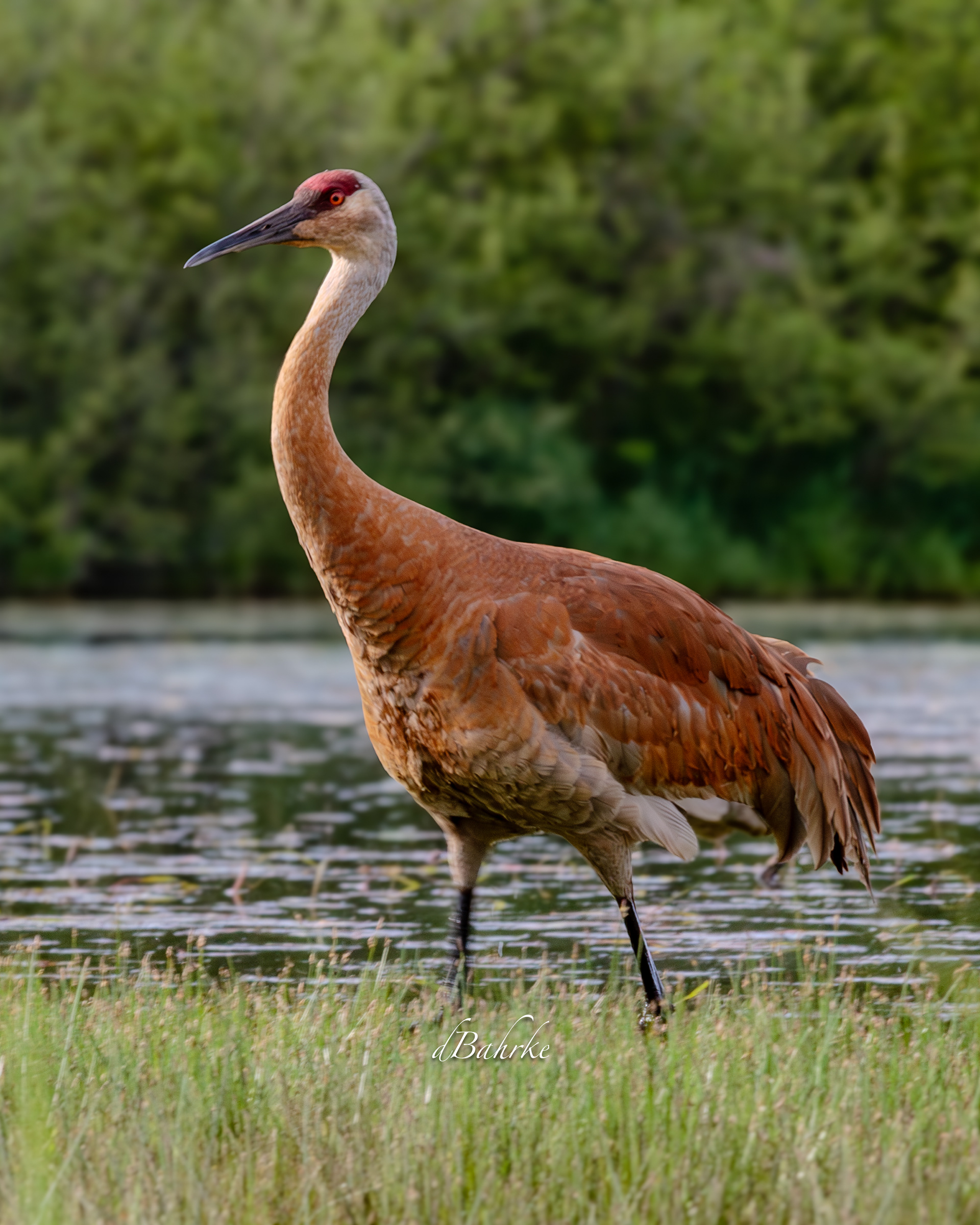 SandhillCrane