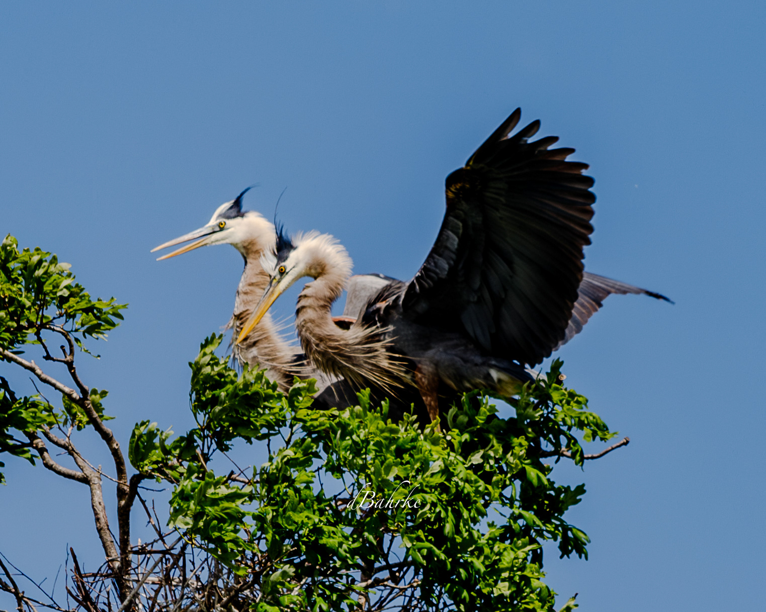 GBH/nest