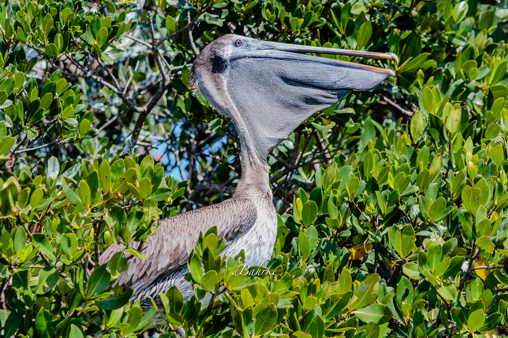 Pelican/throat