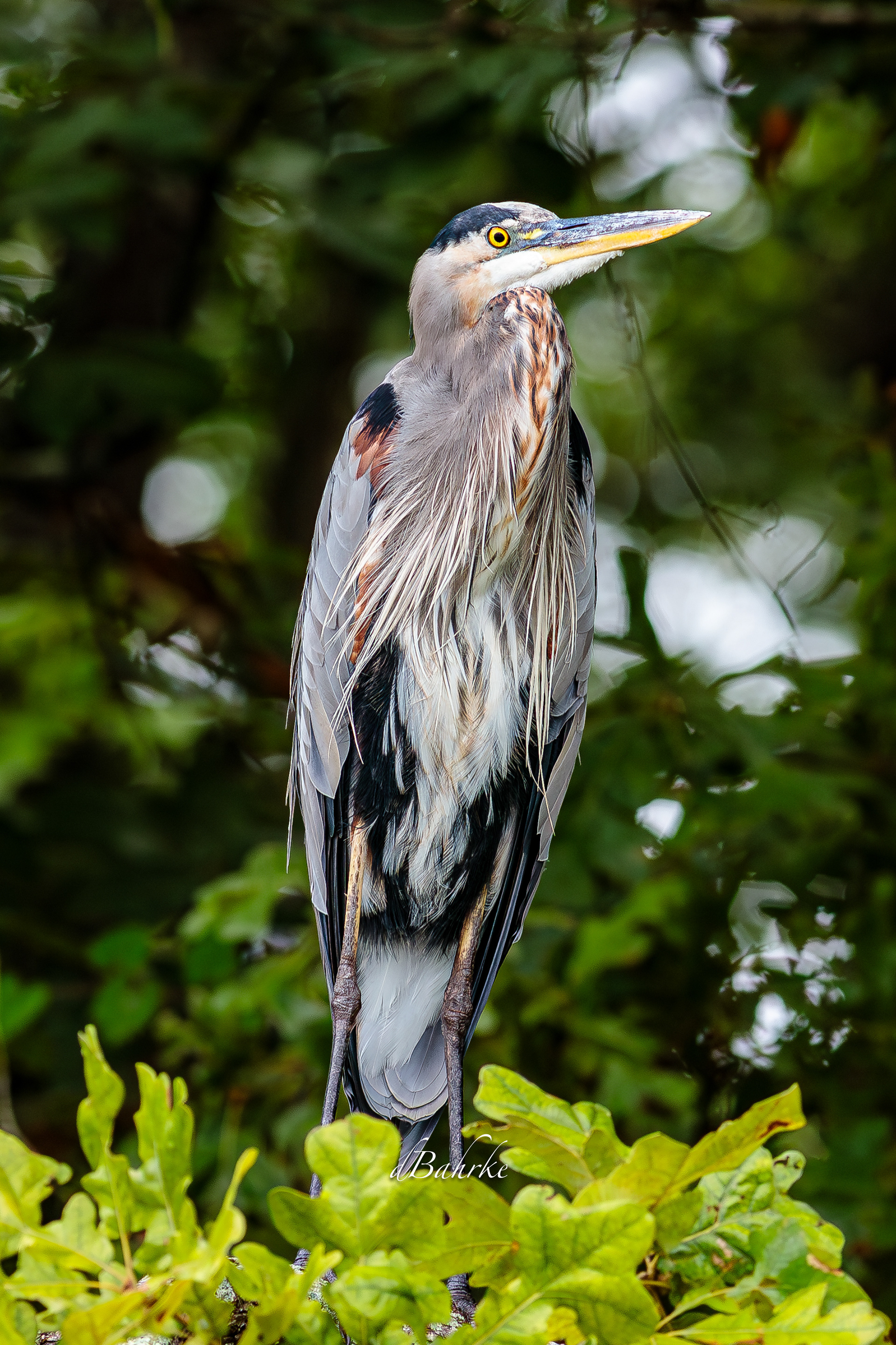 GBH/NC