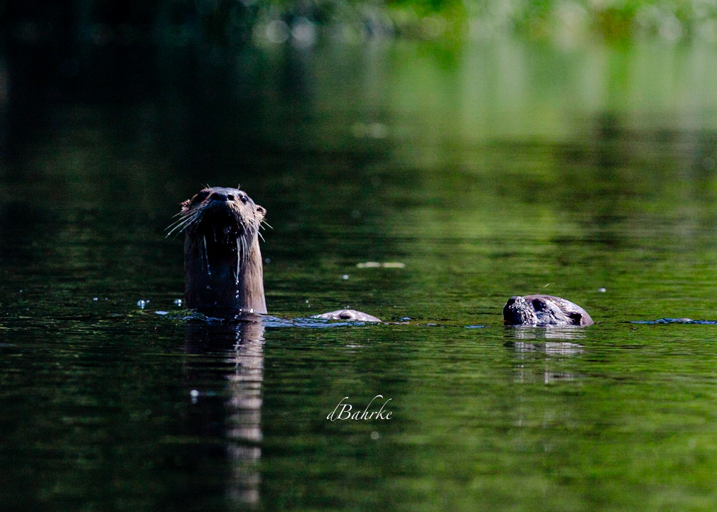 RiverOtters