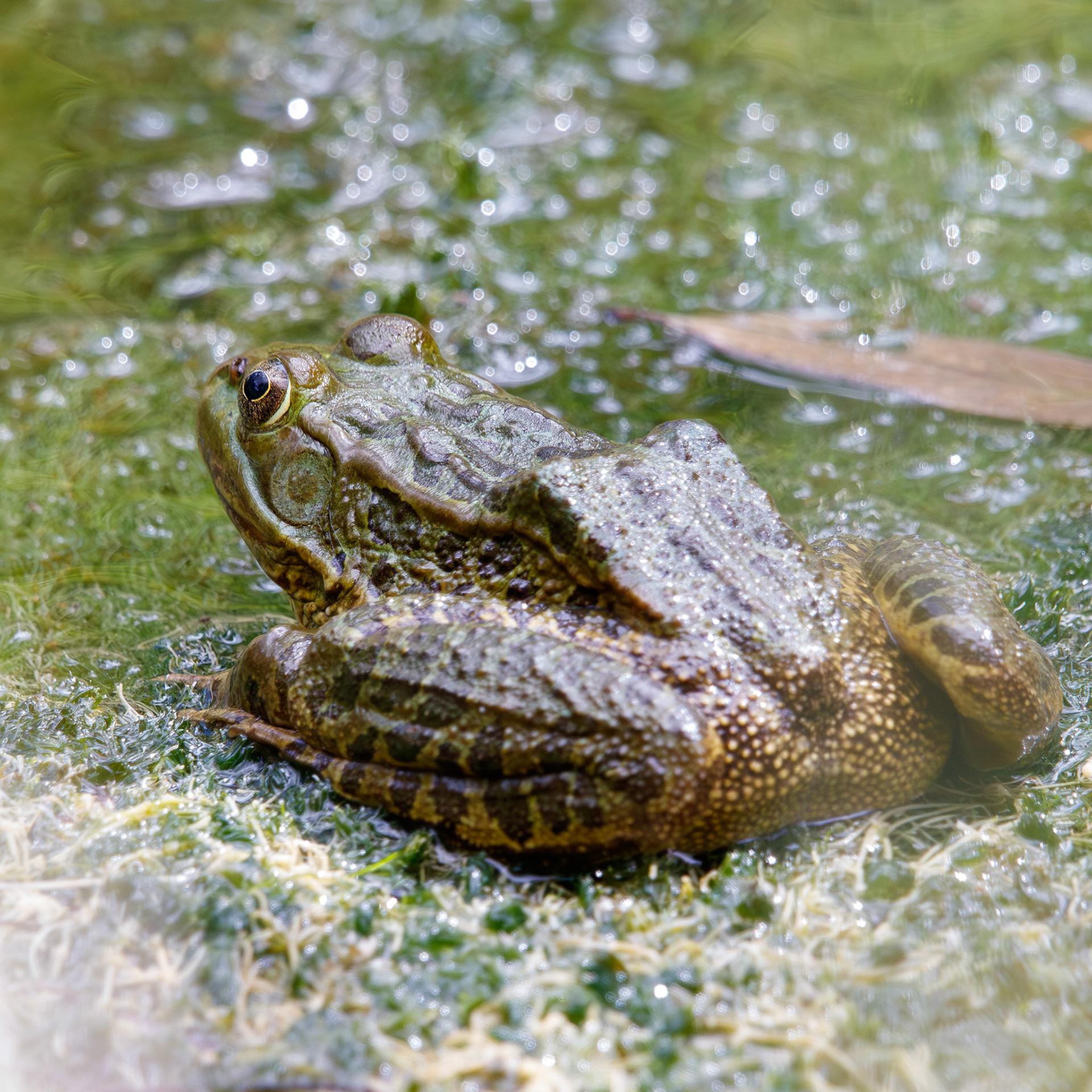 Ramsey Canyon Leopard frog