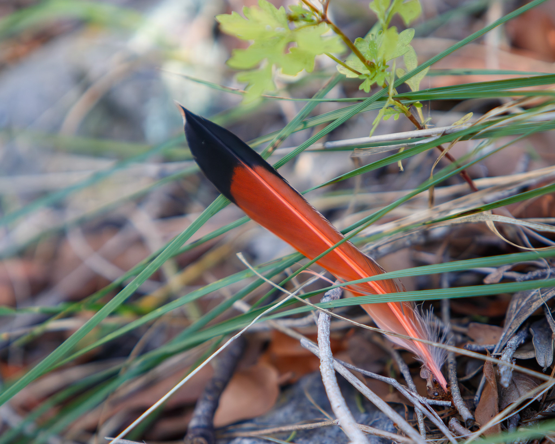 Northern flicker tail feather that we found on the trail