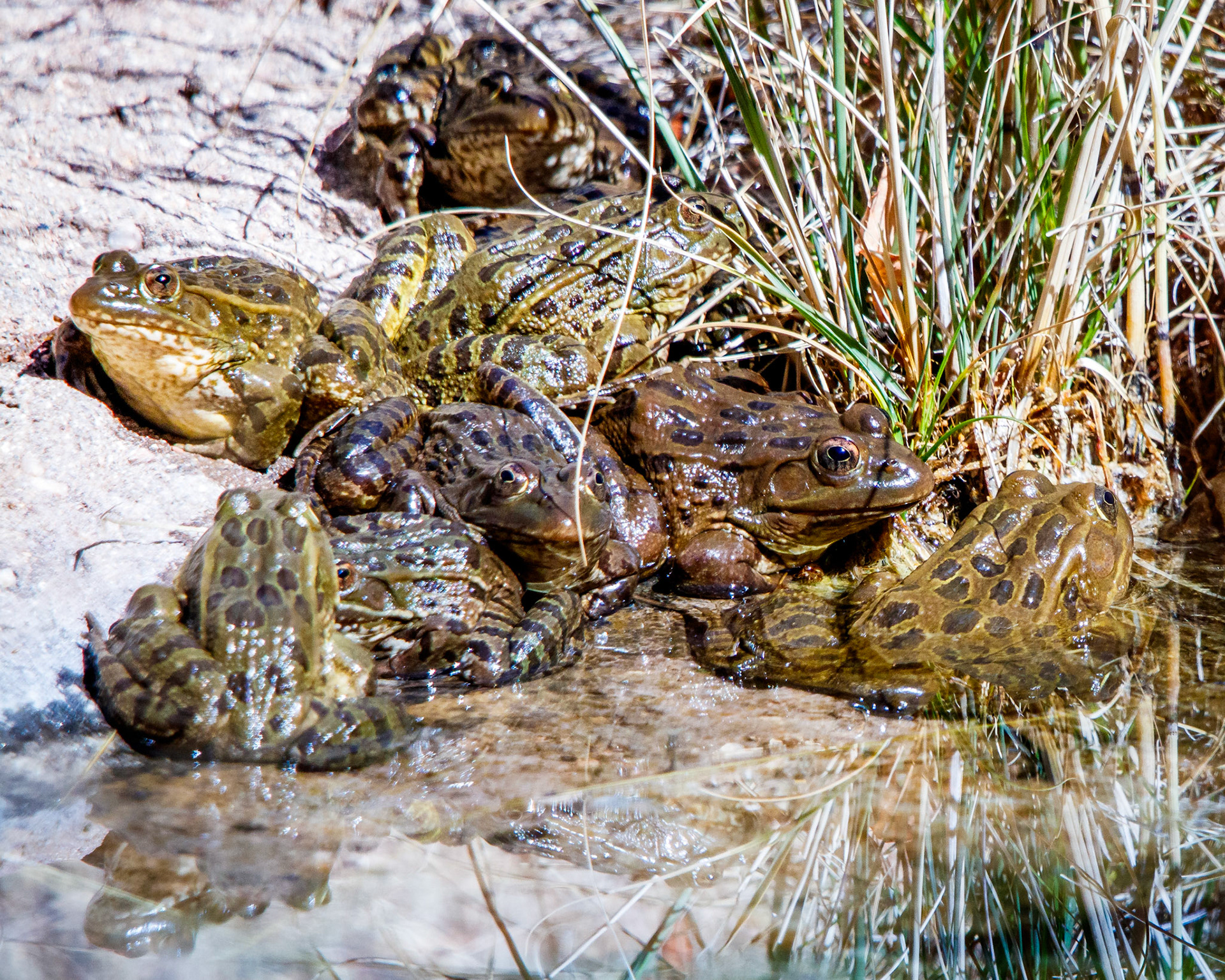 A pile of Ramsey Canyon Leopard Frogs