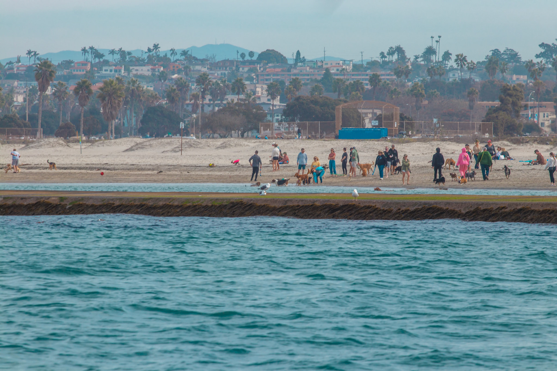 Dogs on Ocean Beach