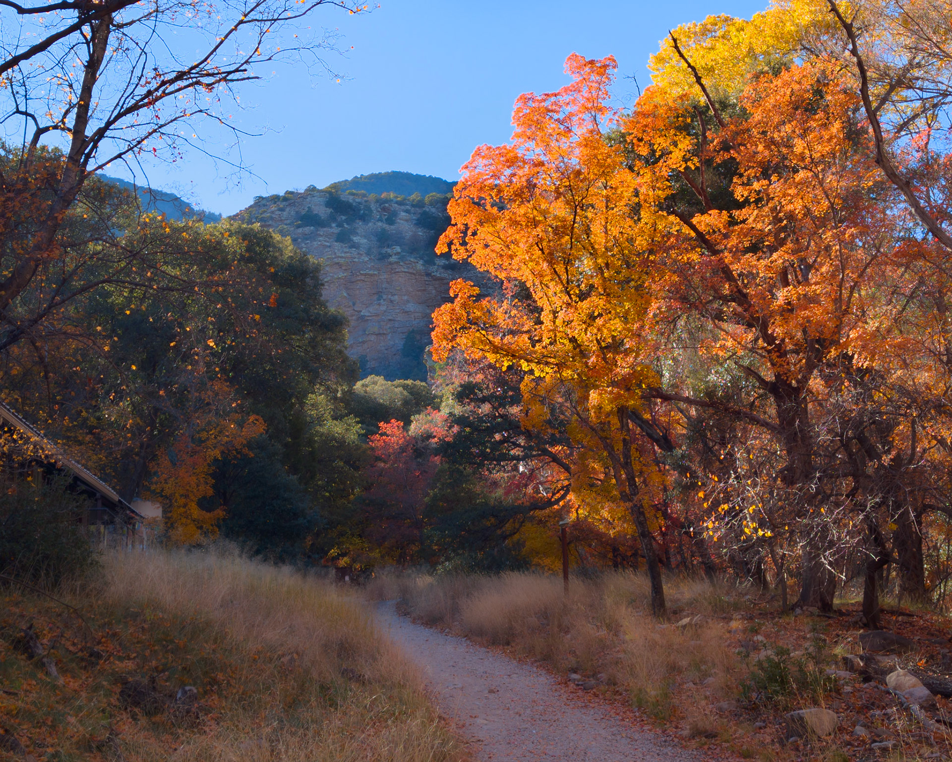 Colorful trees on the trail in Ramsey Canyon.