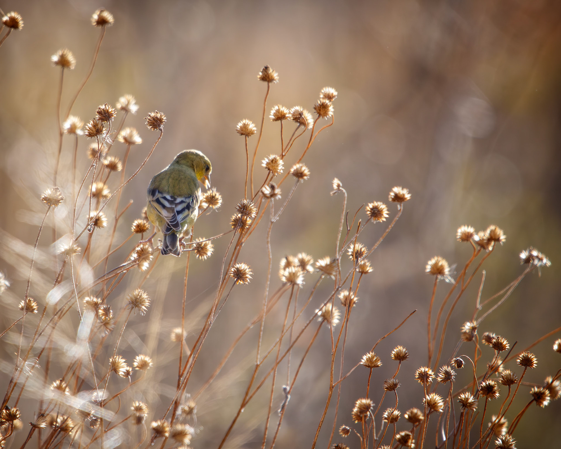 Golden hour goldfinch feeding on dry flower seeds